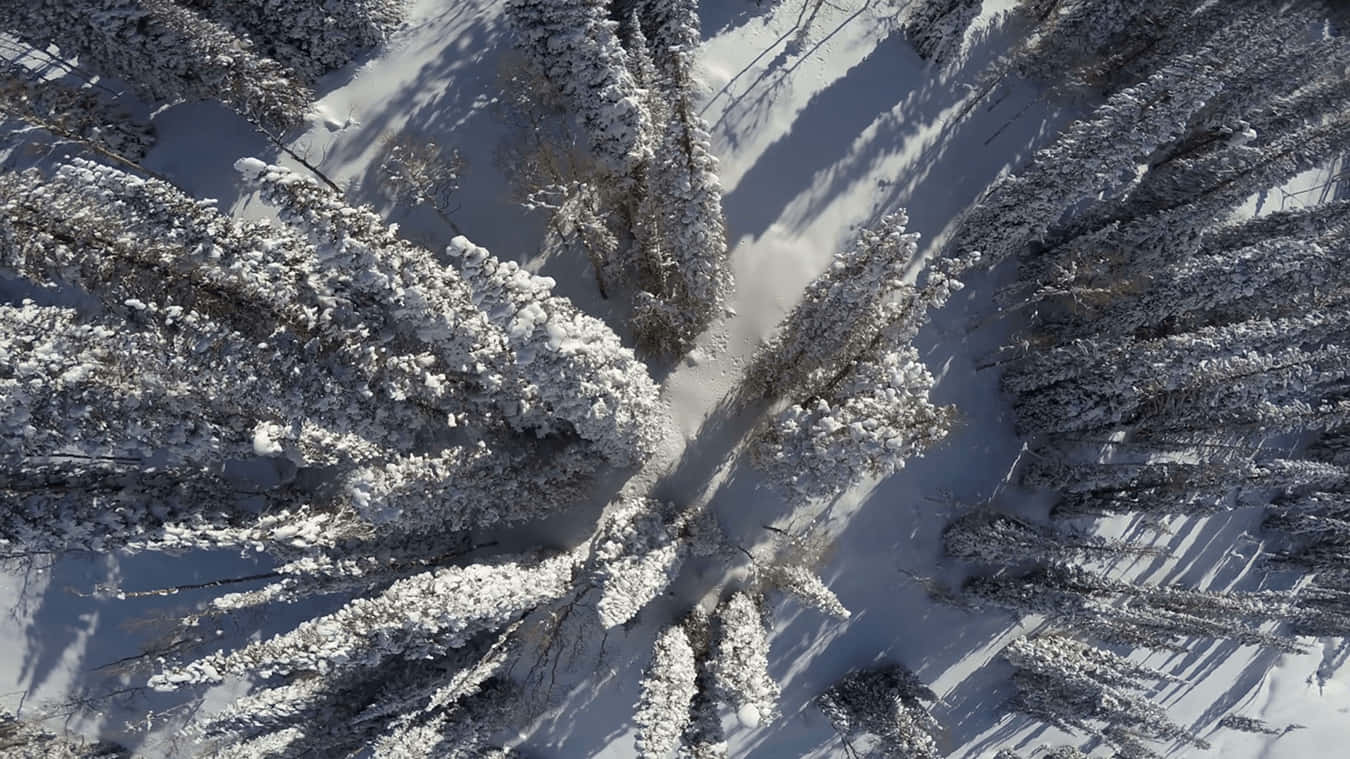 4K 桌布 壁紙 — 從空中俯瞰，積雪的松樹在純淨的冬季森林地面上投下長長的陰影。