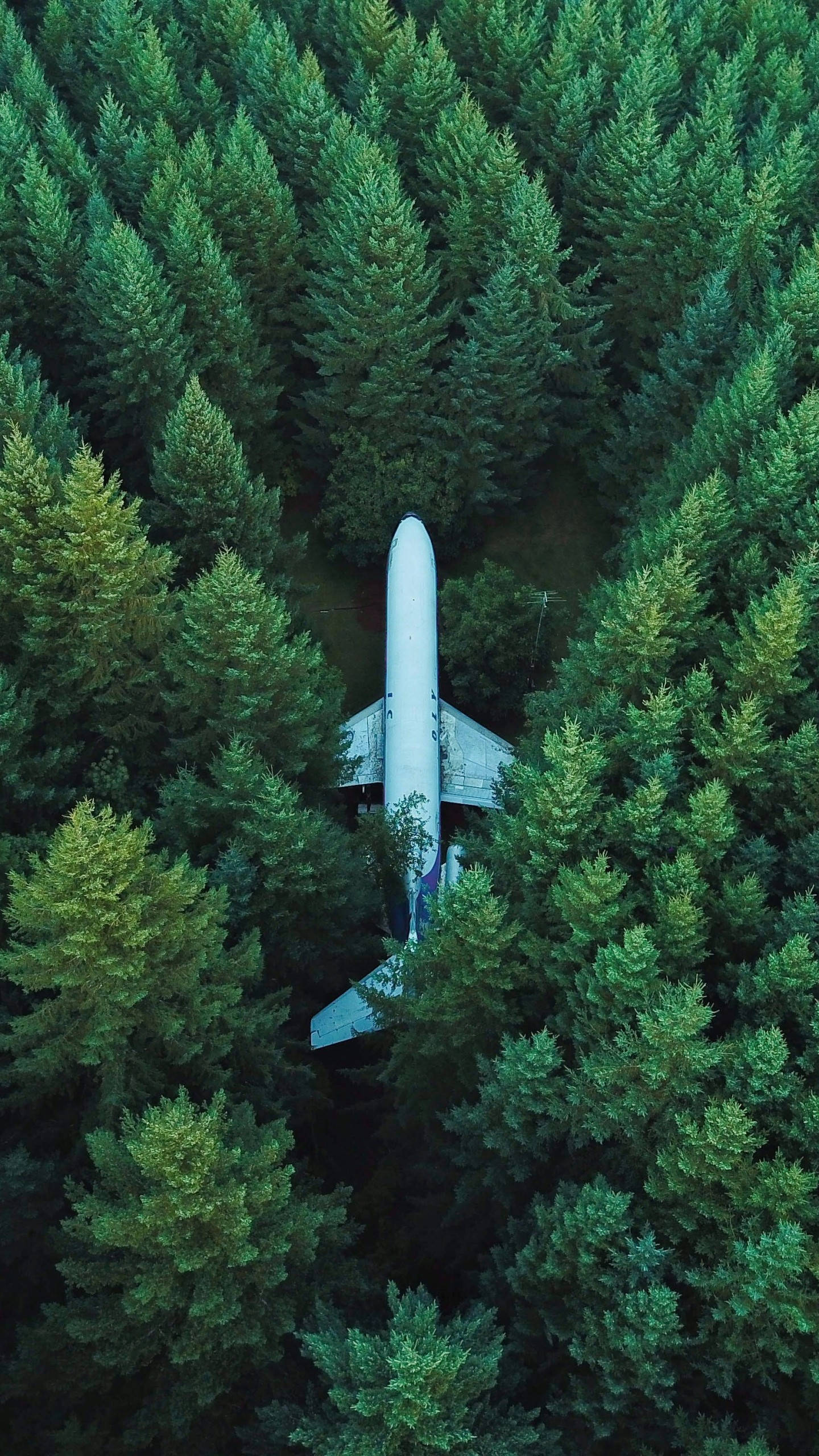 Edge 桌布 壁紙 — 從空中俯瞰一架白色飛機在茂密綠色松樹林中休息的景象。