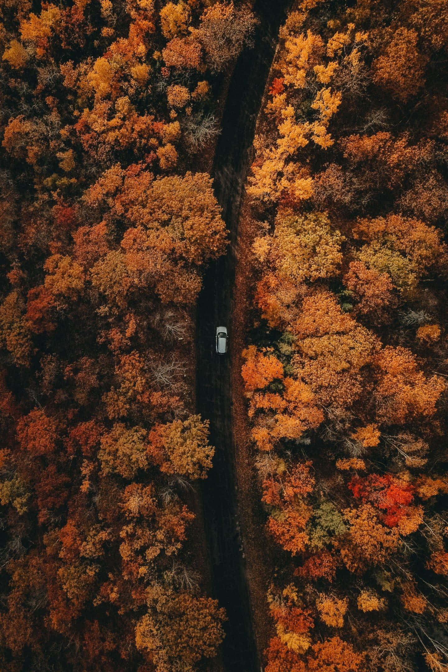 Fall 桌布 壁紙 — 從空中俯瞰一輛孤獨的白色汽車沿著蜿蜒的道路穿過一片茂密的森林，森林中燃燒著秋天的橙色和紅色樹葉。
