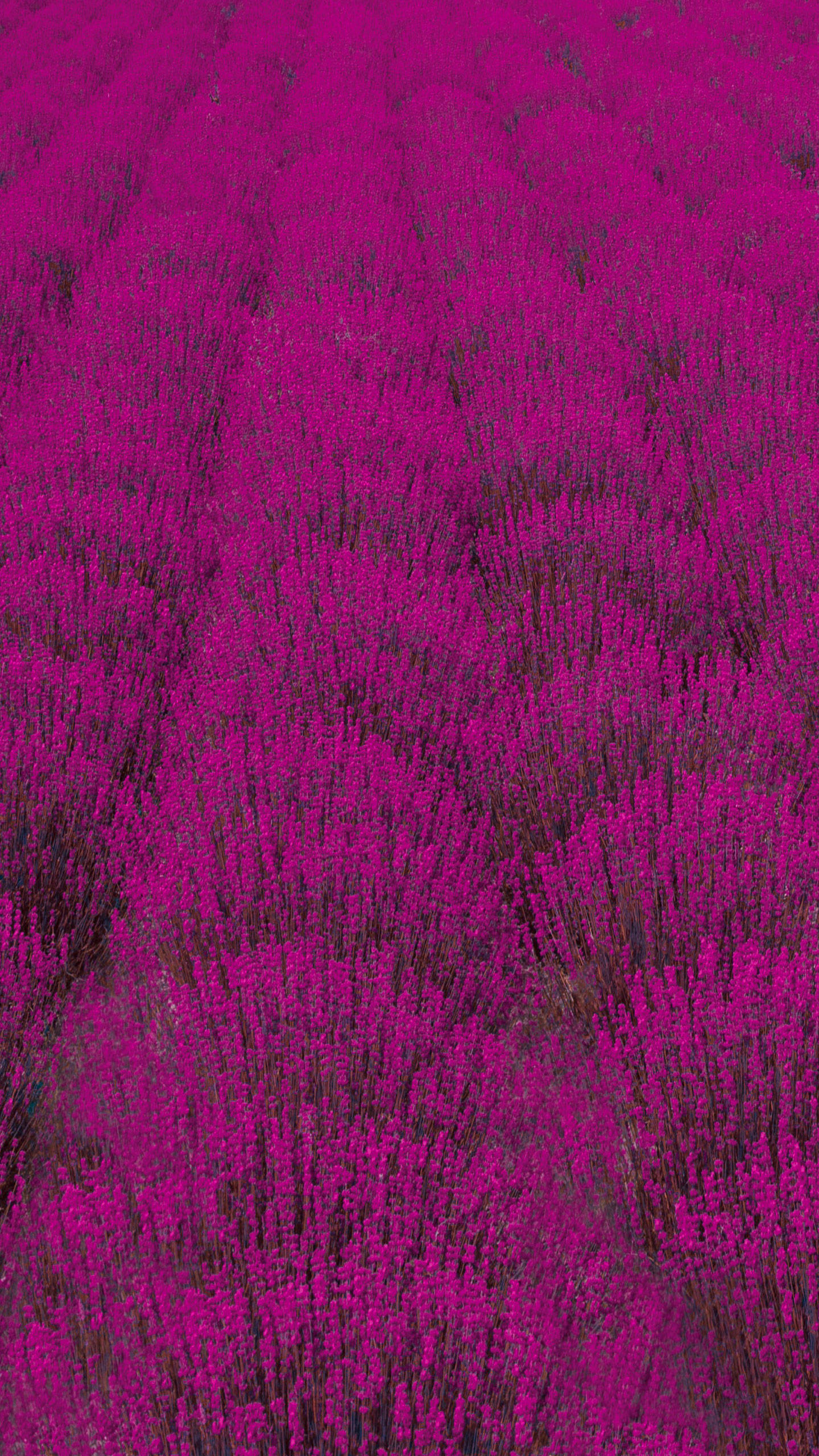 Galaxy S10 桌布 壁紙 — 從空中俯瞰無盡的紫紅色薰衣草田，在柔和日光下輕輕搖曳。