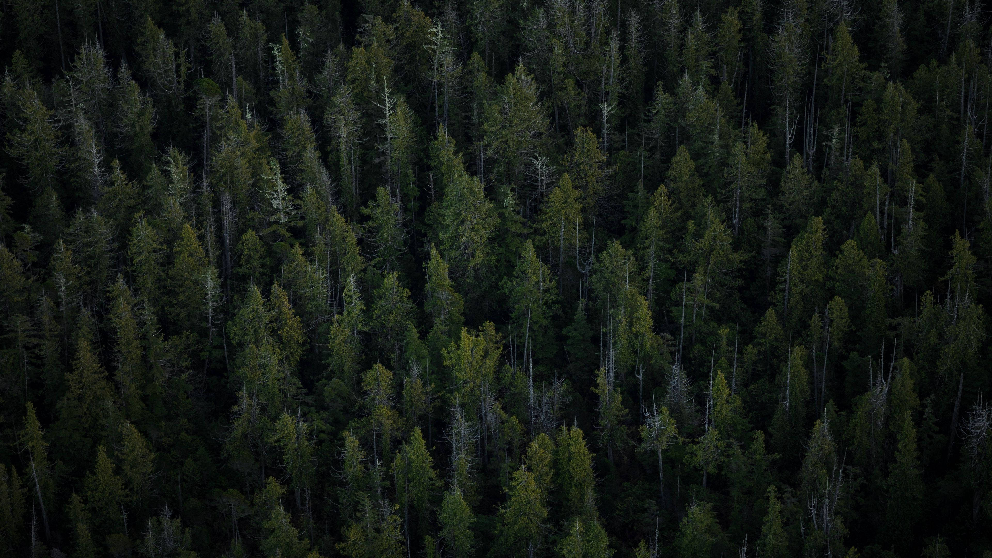4K Forest 桌布 壁紙 — 從空中俯瞰茂密的深綠色松樹林冠層，散落著光禿禿的樹木，光線昏暗。