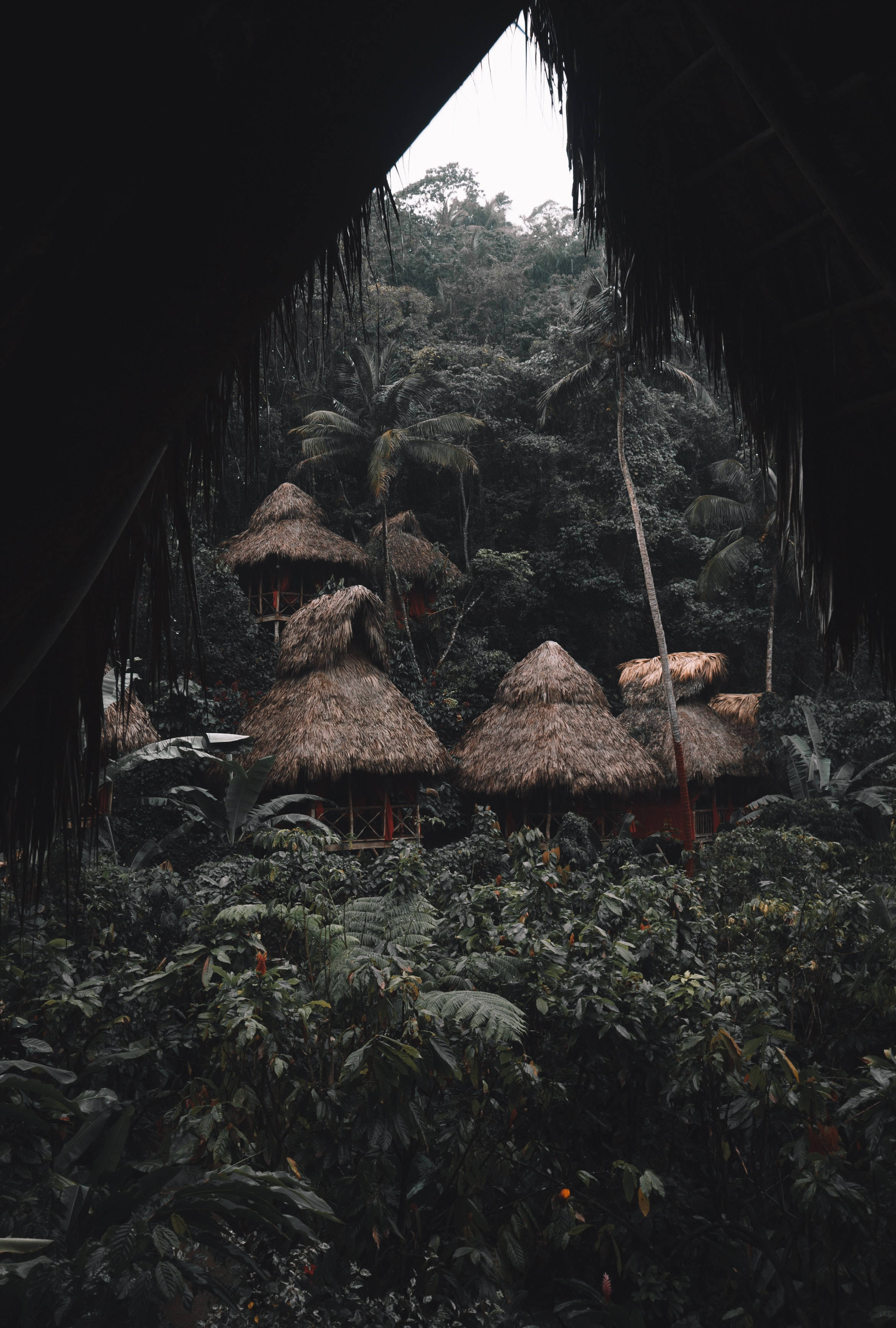 Rainforest 桌布 壁紙 — 從茅草屋頂下望向茂密的叢林，簡陋的小屋隱藏在高聳的棕櫚樹和茂密的綠植之中。