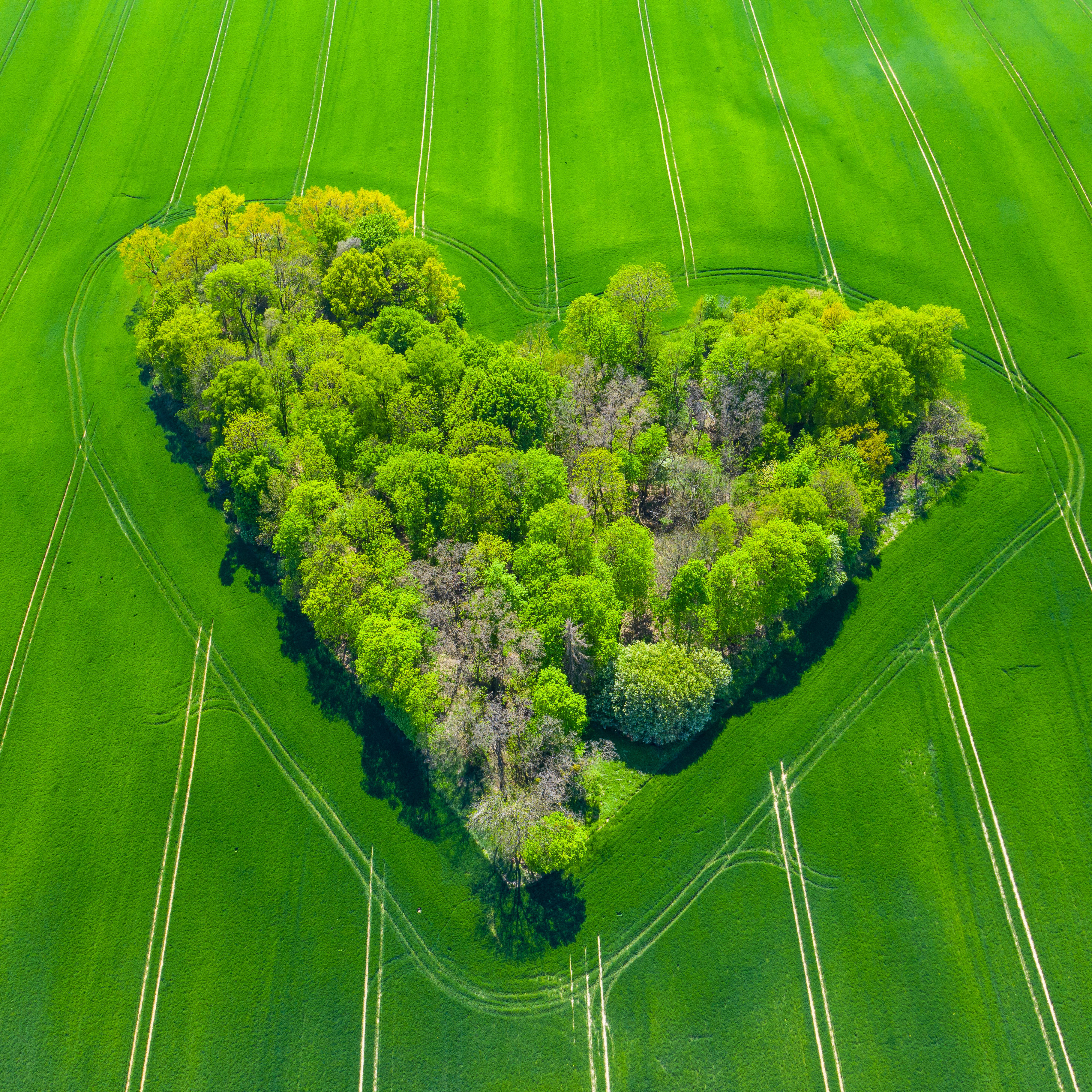Green Heart 桌布 壁紙 — 從高空俯瞰，一片茂密的綠色森林呈心形，坐落在生機勃勃的農田中，整齊的農作物行列清晰可見。