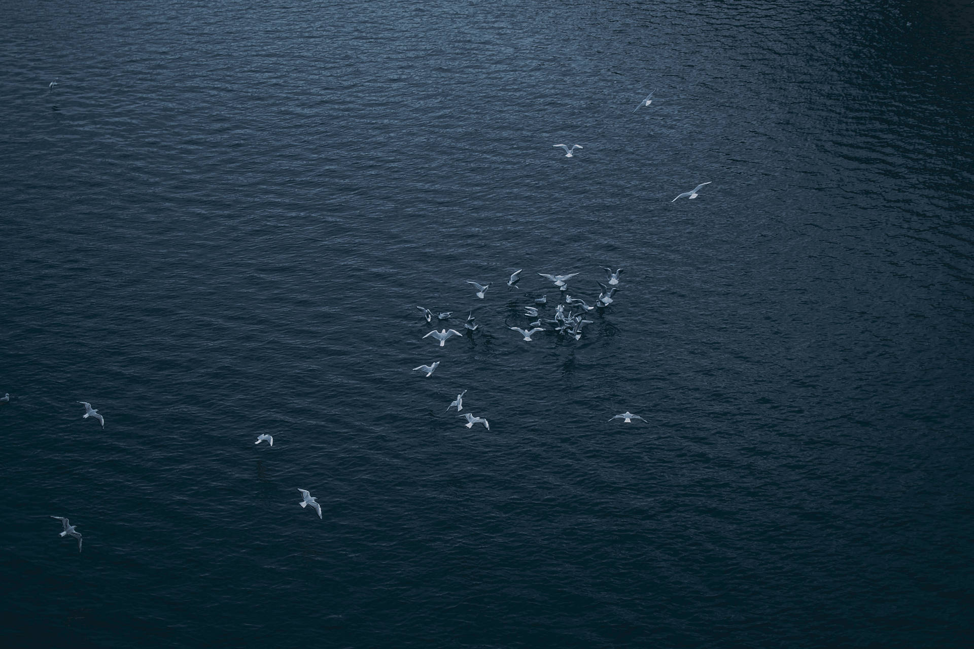 從上方看，海鷗在深藍色海水上飛翔。