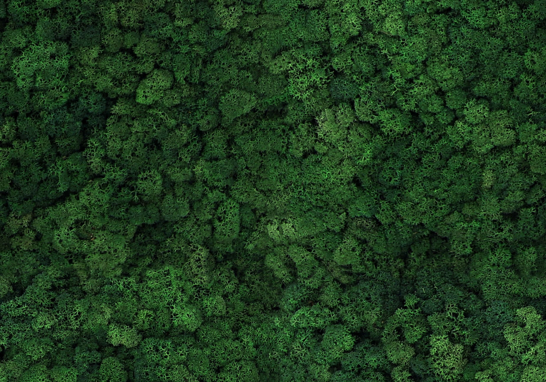 Green Moss 桌布 壁紙 — 從高空俯瞰，濃密的深綠色苔蘚在柔和漫射光下形成帶有紋理的自然地毯。