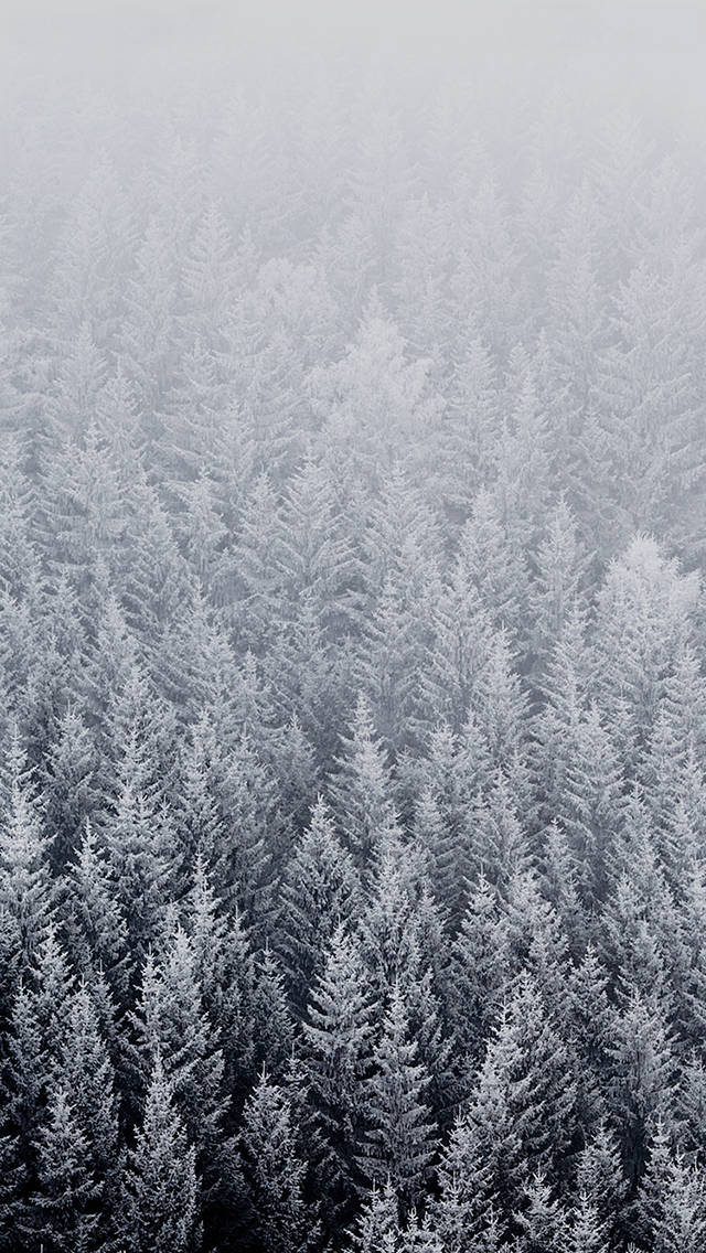 iOS 8 桌布 壁紙 — 從高空俯瞰，無盡的雪松樹逐漸消失在霧濛濛的灰色地平線中。