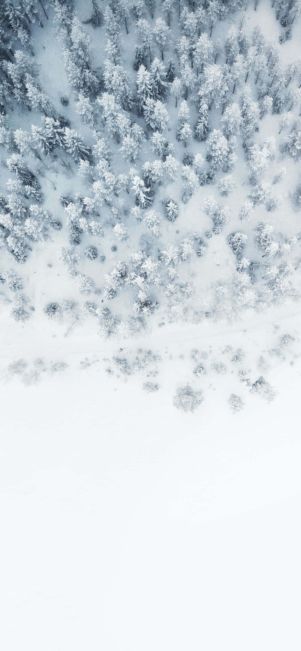 雪 桌布 壁紙 — 從高空俯瞰，白雪覆蓋的松樹在柔和日光下鋪滿寧靜的冬季森林。