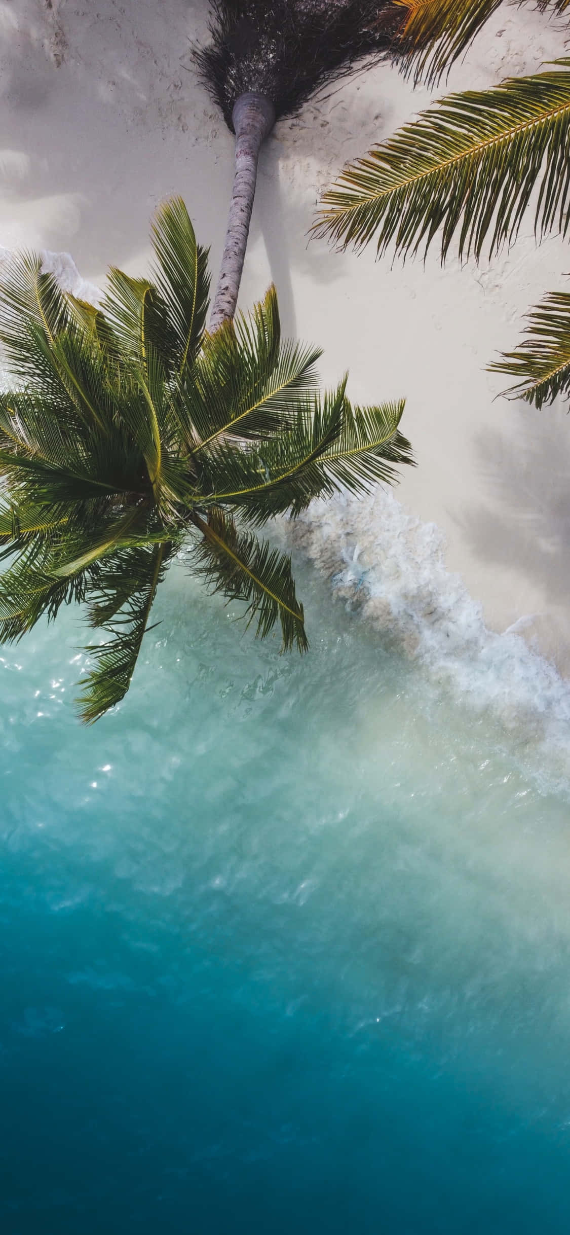 Palm Trees Beach 桌布 壁紙 — 從高空俯瞰，碧綠的海浪拍打著白色沙灘，沙灘兩旁種滿了茂密的綠色棕櫚樹。