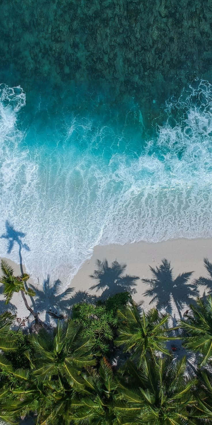 Palm Trees Beach 桌布 壁紙 — 從高空俯瞰，碧綠色的海浪拍打著白色沙灘，四周環繞著茂密的綠色棕櫚樹，投下長長的影子。