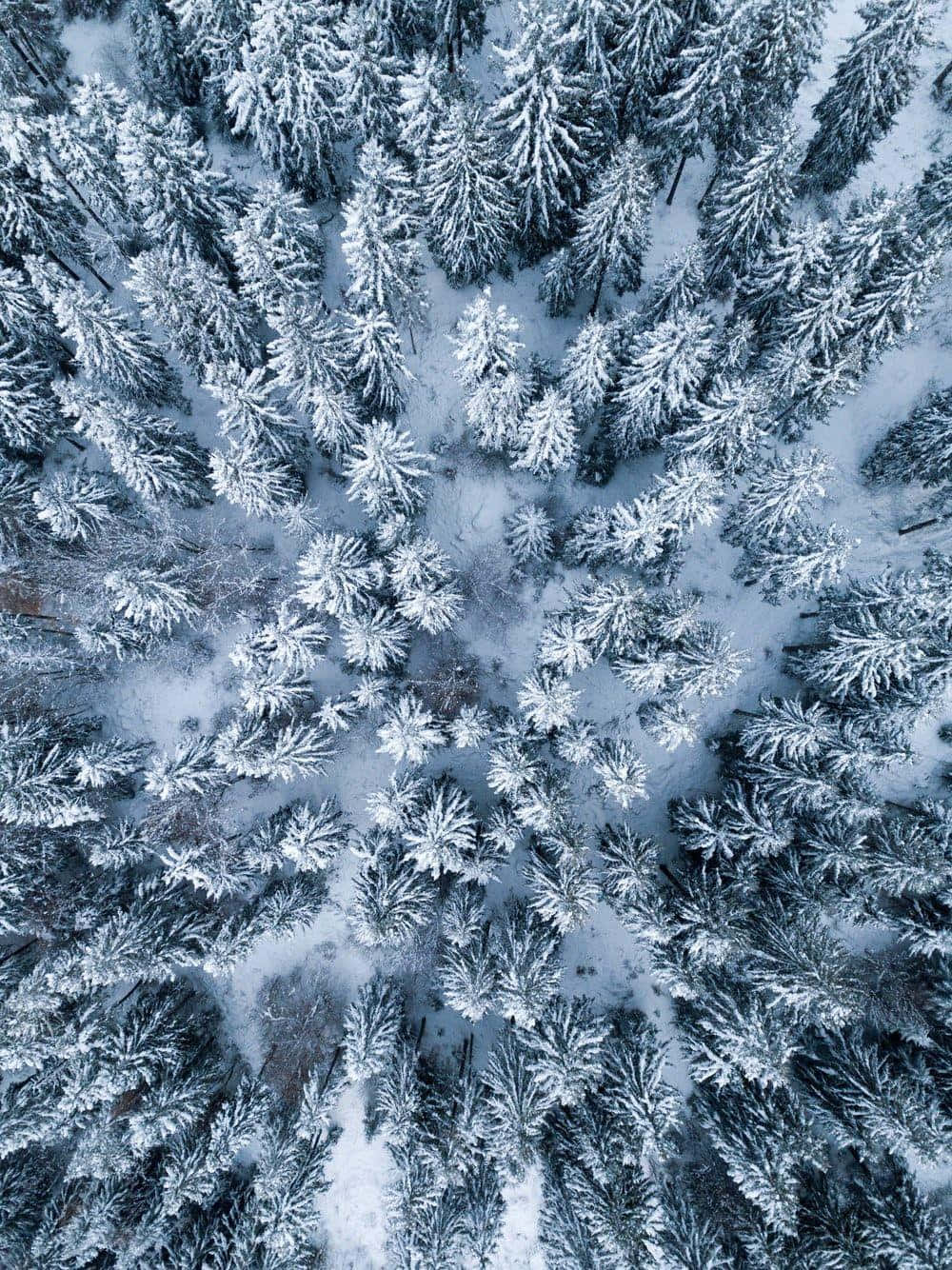 iPad Pro 桌布 壁紙 — 從高空俯瞰，雪壓松樹在柔和藍光下形成茂密的冬季森林。