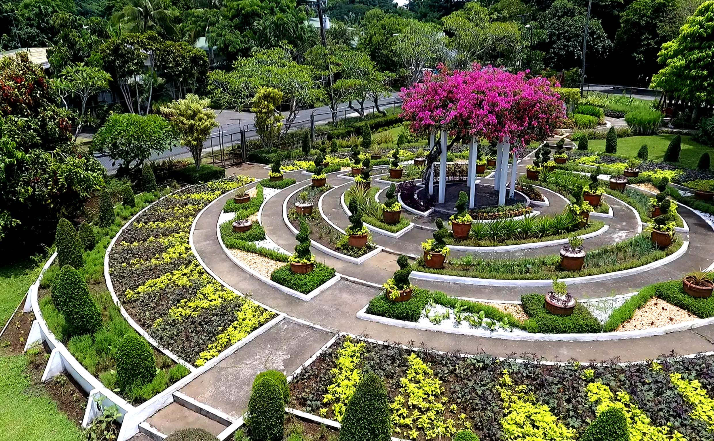 Green Landscape 桌布 壁紙 — 從高空俯瞰一個充滿活力的螺旋花園，中央有一棵開滿粉紅色花朵的樹木，周圍環繞著修剪整齊的樹籬和蜿蜒的石徑。