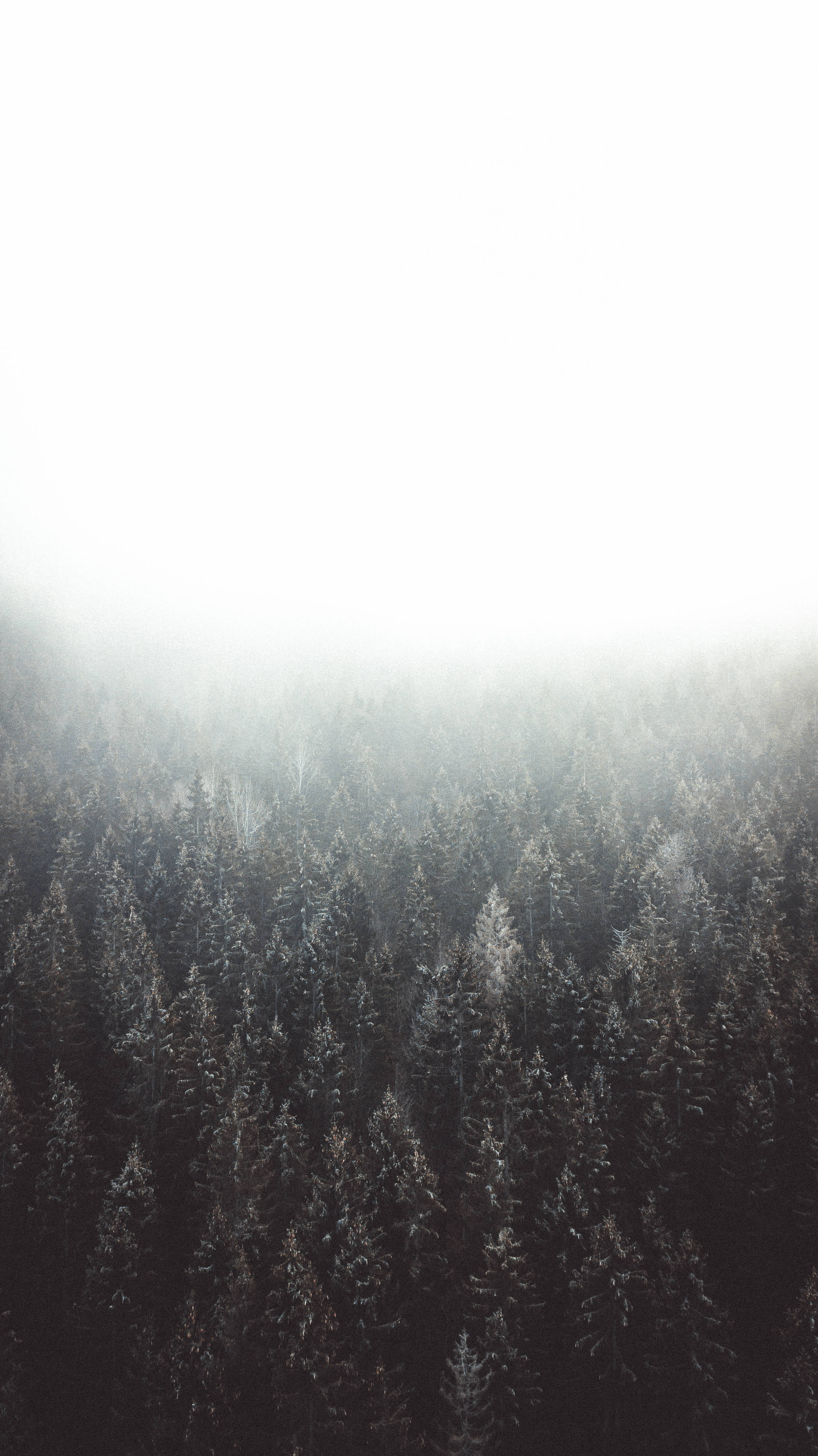 HD Forest 桌布 壁紙 — 從高空俯瞰一片茂密的松樹林，白雪覆蓋，明亮的白色天空下薄霧升騰。