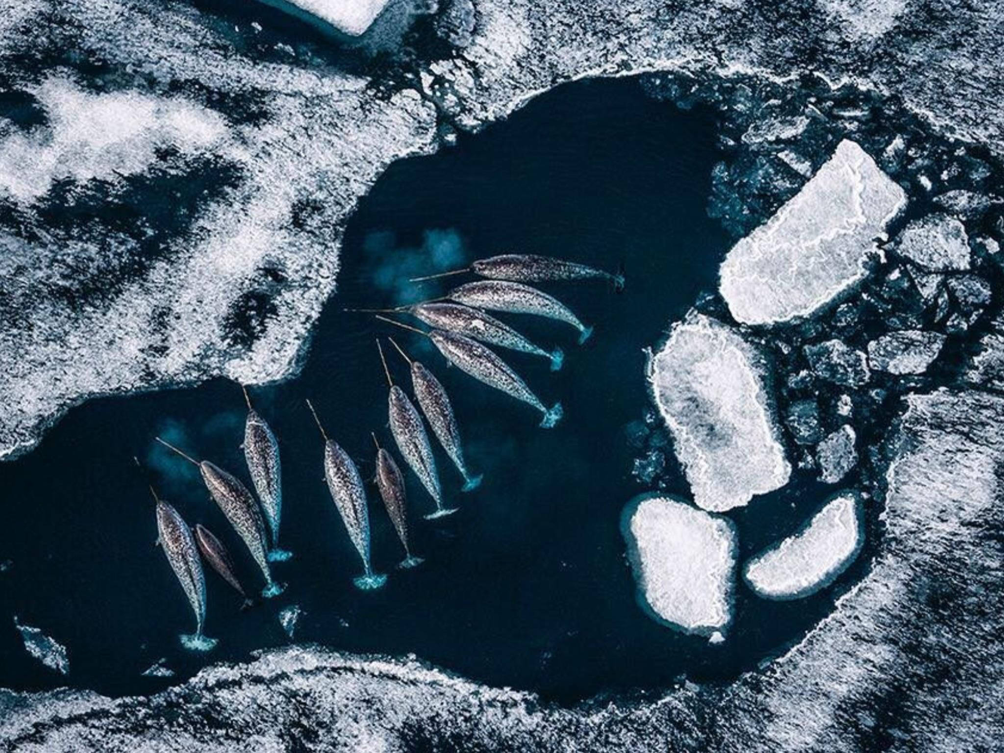 Narwhal 桌布 壁紙 — 從高空俯瞰一角鯨在黑暗冰池中游泳，周圍是破碎的海冰。