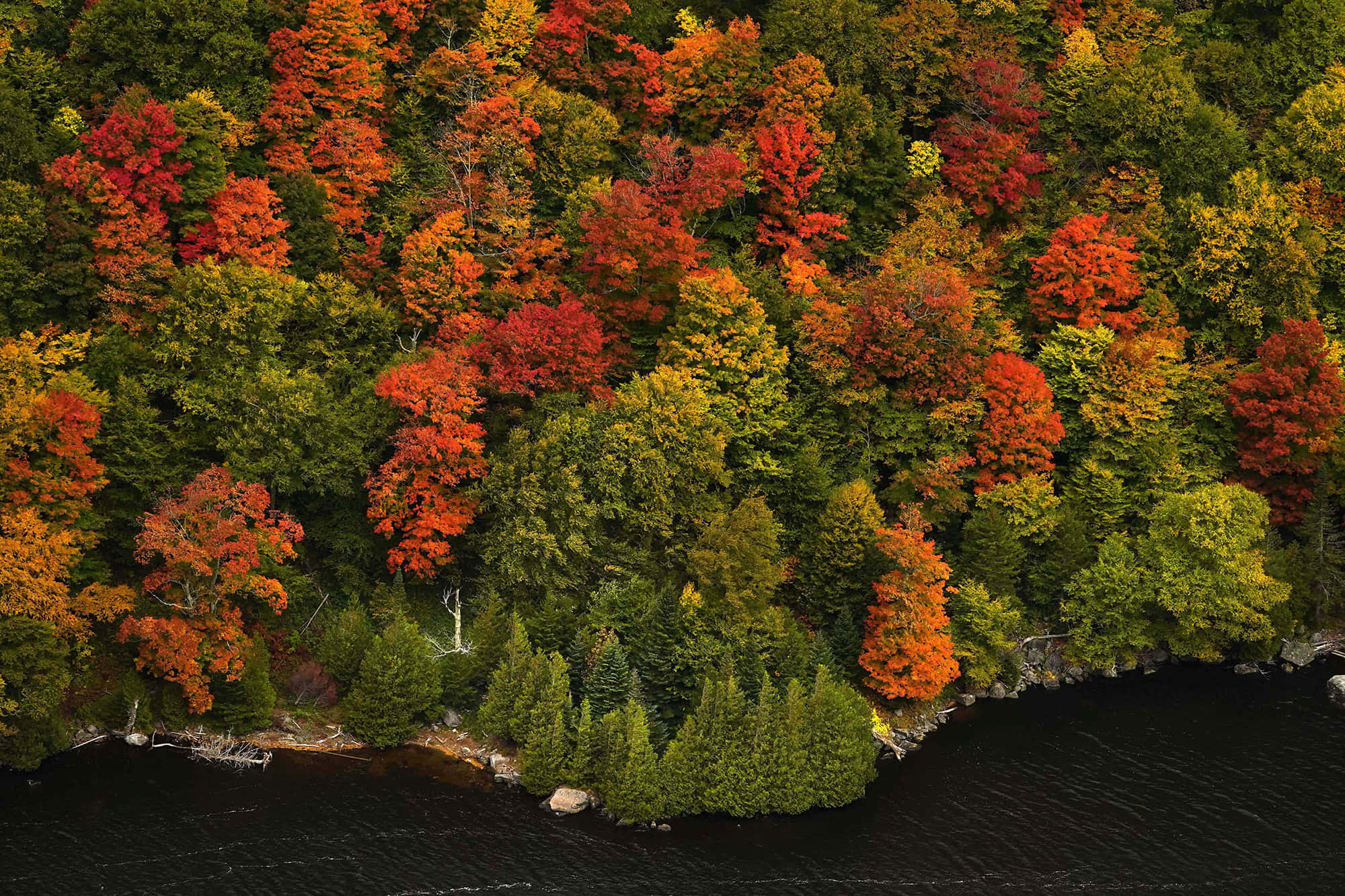 New England Autumn 桌布 壁紙 — 從高空俯瞰充滿活力的秋日森林，紅色、橙色和綠色的樹木環繞著一個黑暗而平靜的湖泊。