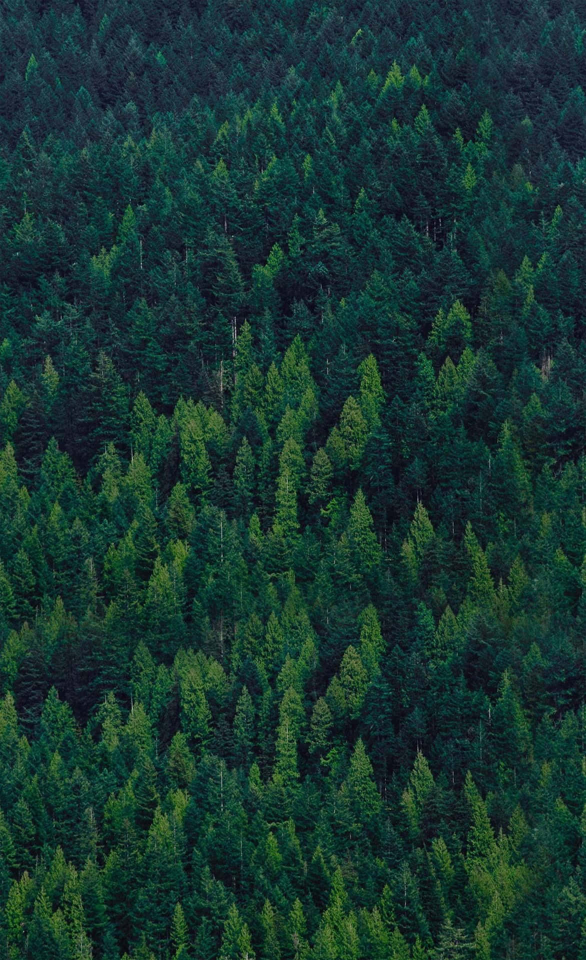 Trees iPhone 桌布 壁紙 — 從高空俯瞰茂密的常綠森林，在柔和自然光下呈現深淺不一的綠色。