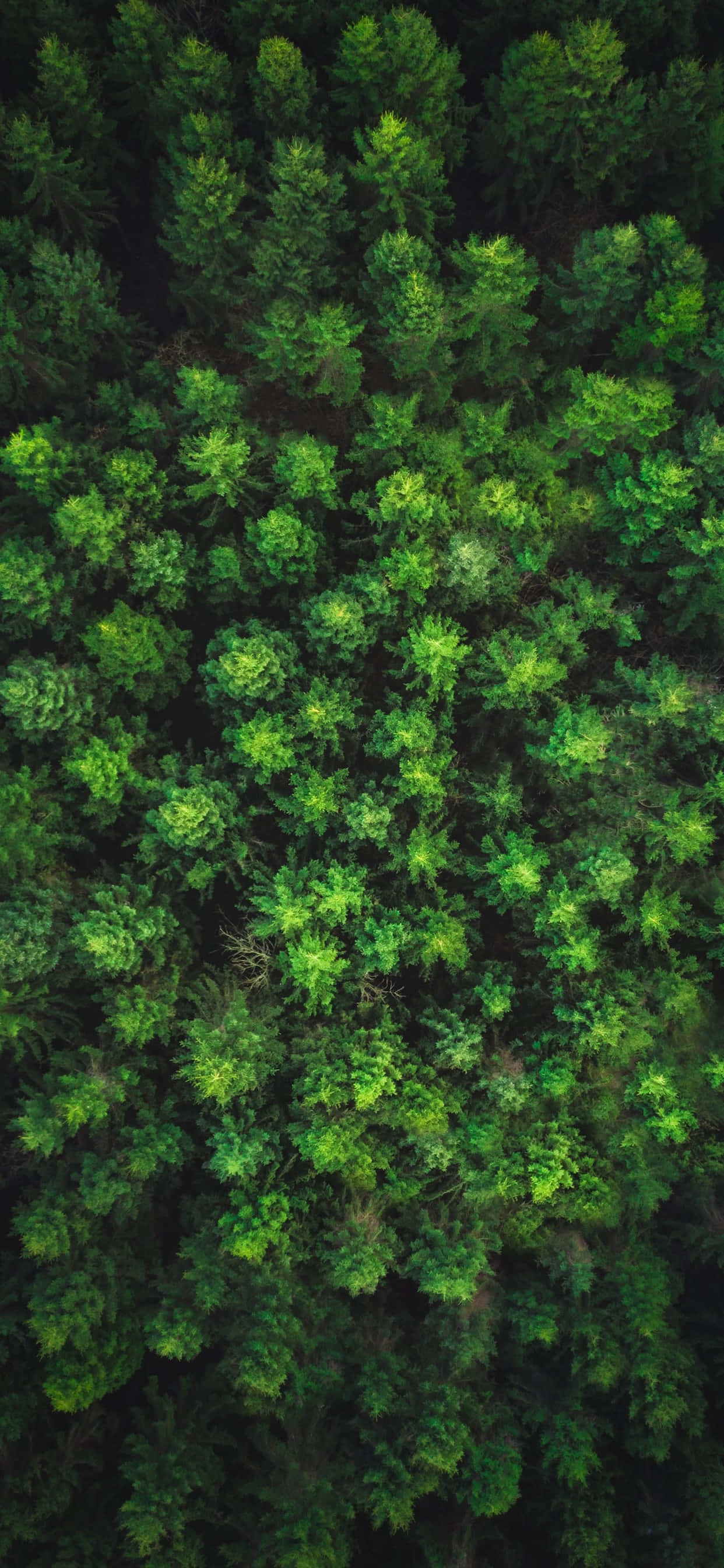 Trees iPhone 桌布 壁紙 — 從高空俯瞰茂密綠色森林樹冠，葉片呈現多種色調，柔和日光下拍攝。
