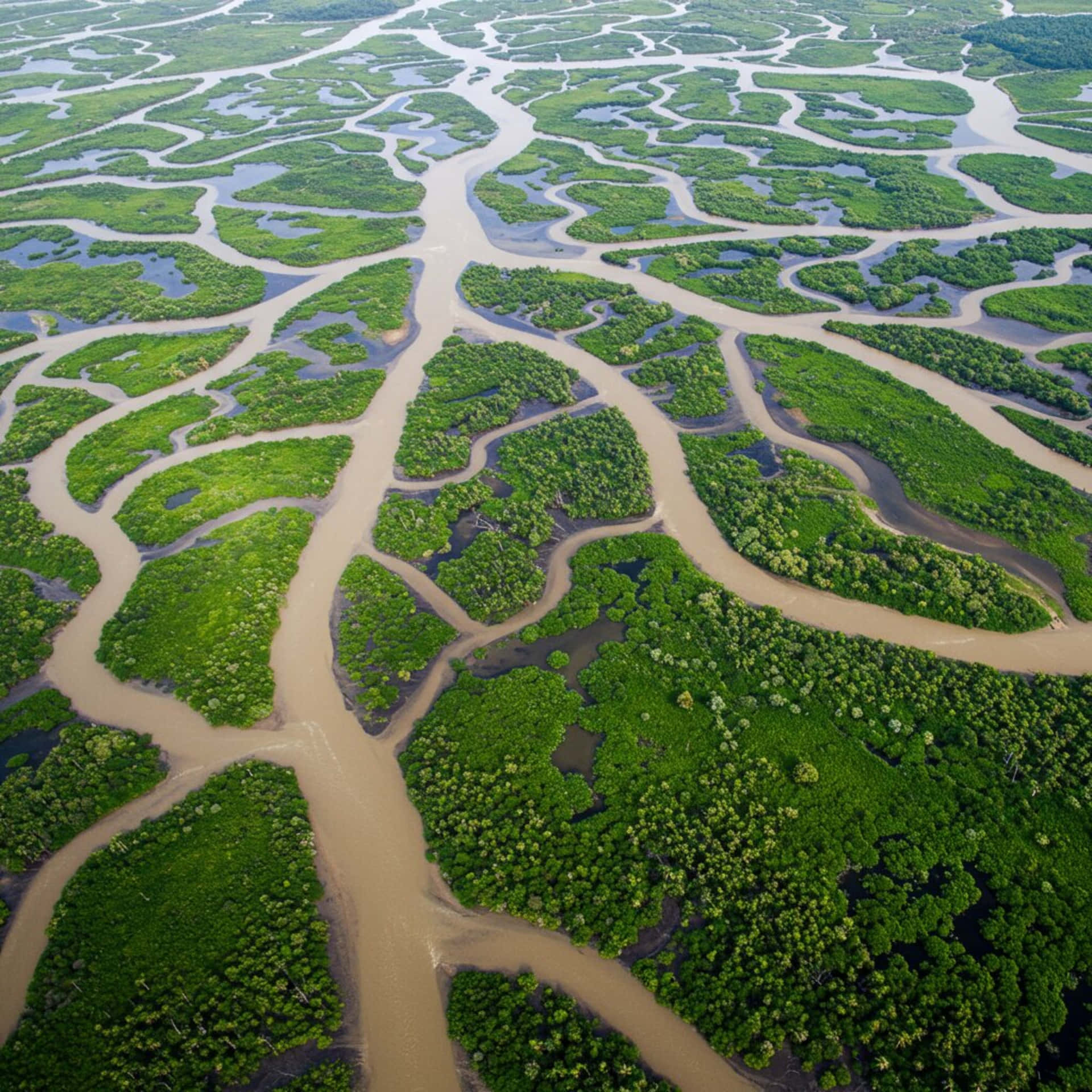 Rivers 壁紙 — 從高空俯瞰蜿蜒曲折的河流穿過茂密的綠色紅樹林。