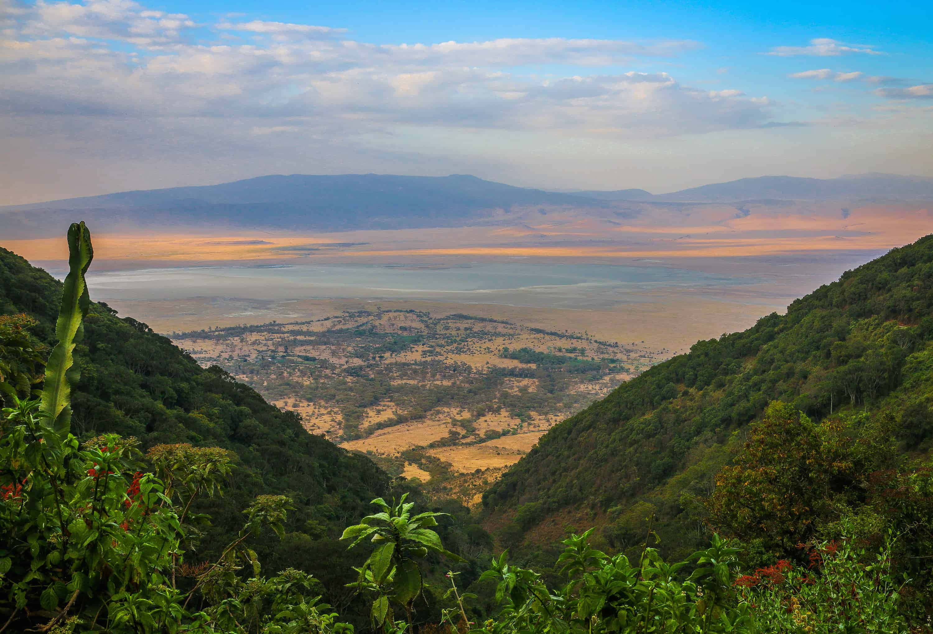 Tanzania 桌布 壁紙 — 從鬱蔥的綠色山谷俯瞰日出時恩戈羅恩戈羅火山口廣闊的金色平原，令人嘆為觀止的景色。
