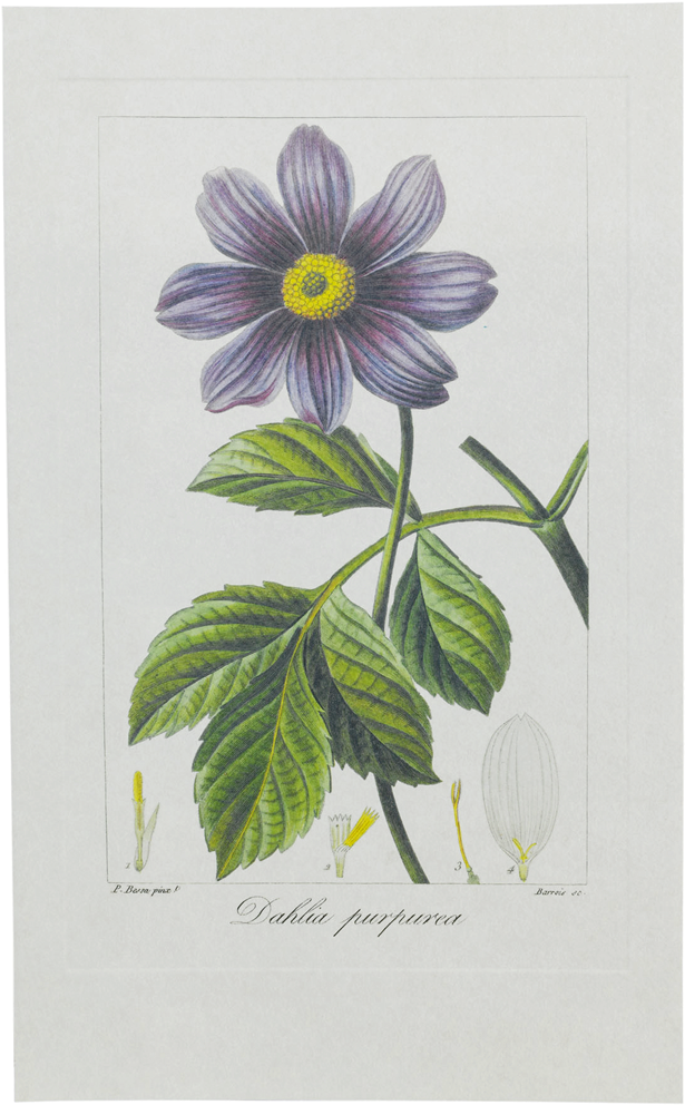 復古大麗花插圖 壁紙
