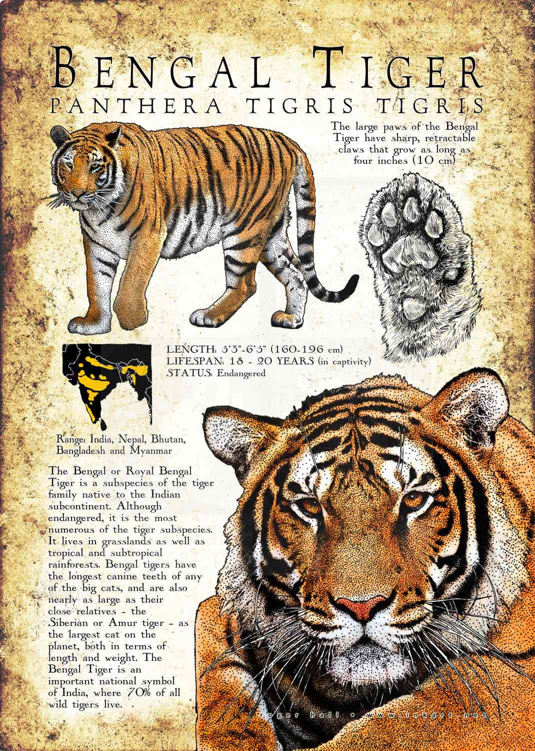 Bengal Tiger 桌布 壁紙 — 復古插圖教育海報，詳細介紹孟加拉虎的解剖圖和事實，印在舊羊皮紙上。