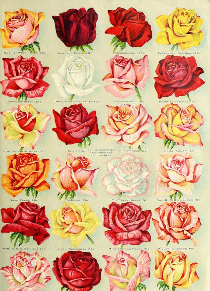 Vintage Rose 桌布 壁紙 — 復古插圖目錄頁，展示二十四種不同的玫瑰品種，附有名稱和價格，以優雅的彩色插圖呈現。