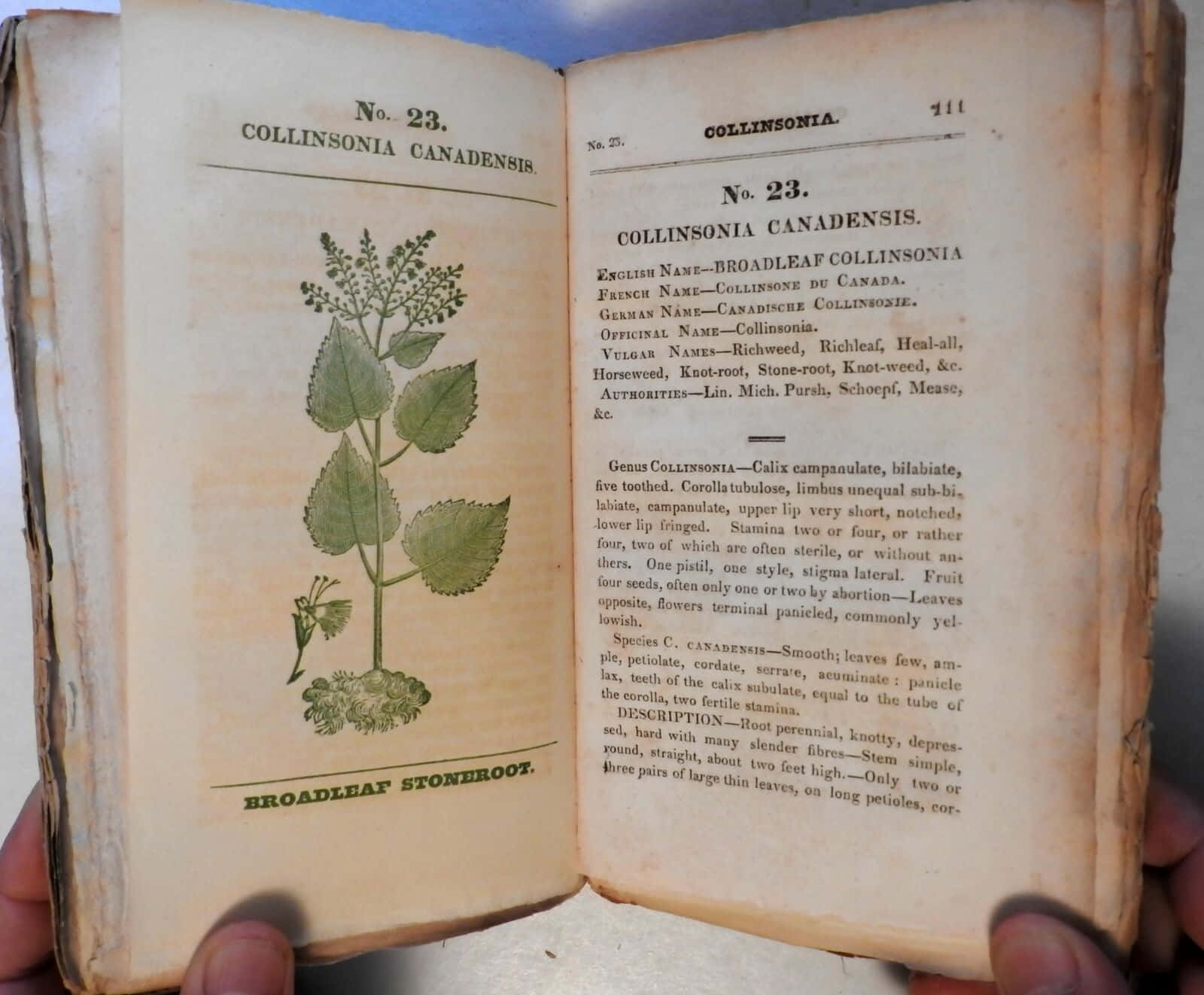 books 桌布 壁紙 — 復古植物學書籍打開至第711頁，展示闊葉柯林索尼亞的詳細插圖和文字，雙手捧著書頁。