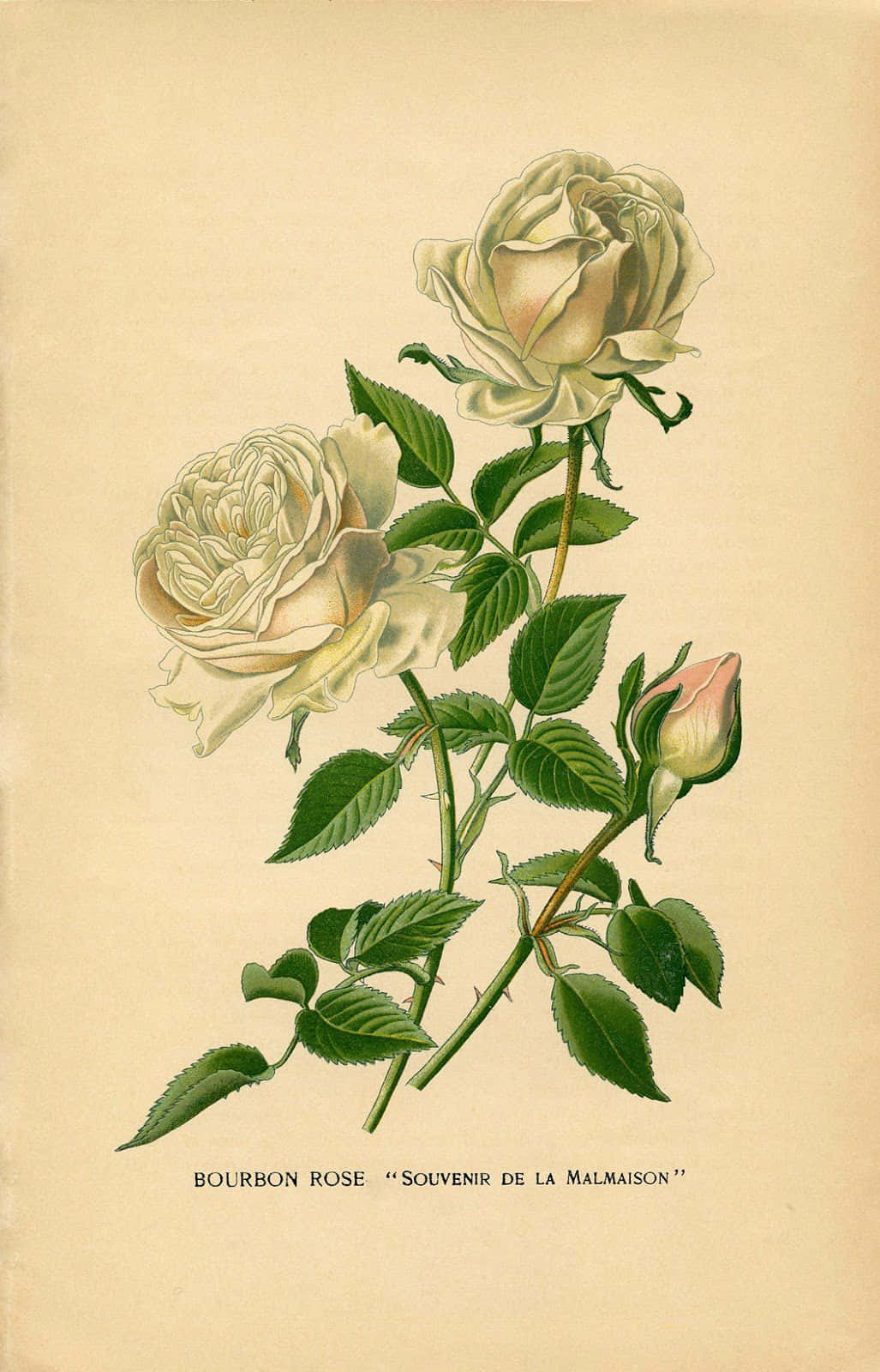 Vintage Rose 桌布 壁紙 — 復古植物插圖，描繪兩朵奶油白色波旁玫瑰和一個花蕾，細長莖上帶有精緻的綠葉，背景為淺米色。
