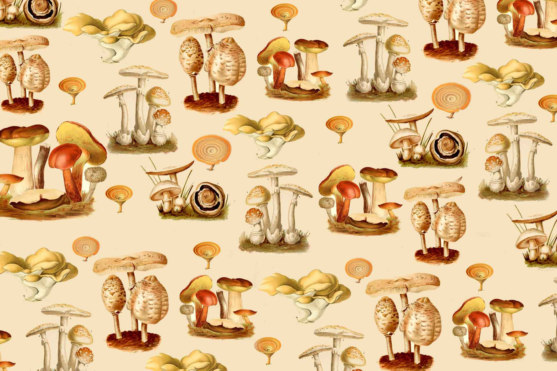 Mushroom Art 桌布 壁紙 — 復古植物插圖壁紙，以大地色調的多種蘑菇為特色，背景為奶油色。