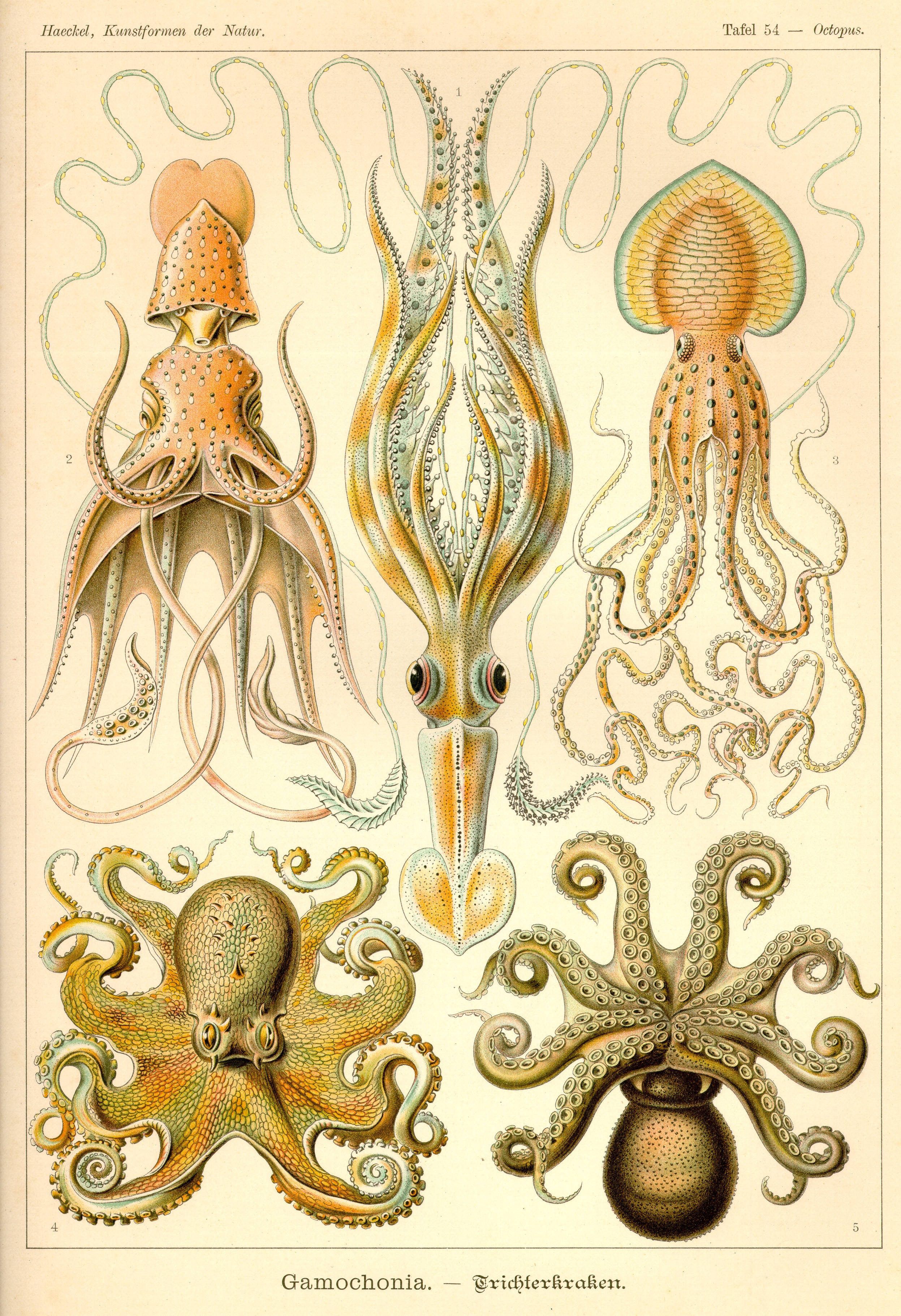 章魚 桌布 壁紙 — 復古科學插圖，展示五種詳細的頭足類動物，具有複雜的解剖結構和柔和粉彩色調。