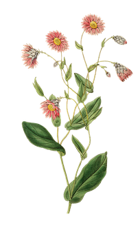復古粉紅花卉插圖 壁紙
