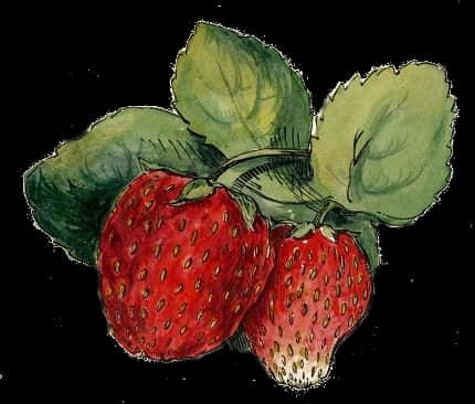 復古草莓插圖 壁紙