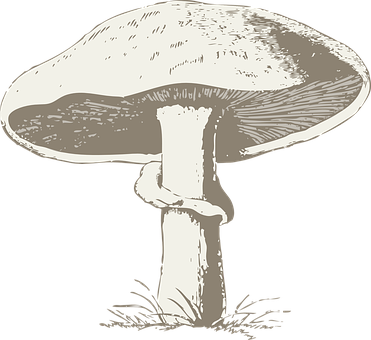 復古風格蘑菇插圖 壁紙
