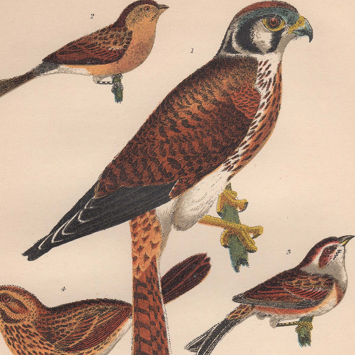 Sparrow Hawk 桌布 壁紙 — 復古鳥類學插圖，在奶油色背景上展示四隻帶有編號標籤的詳細鳥類。