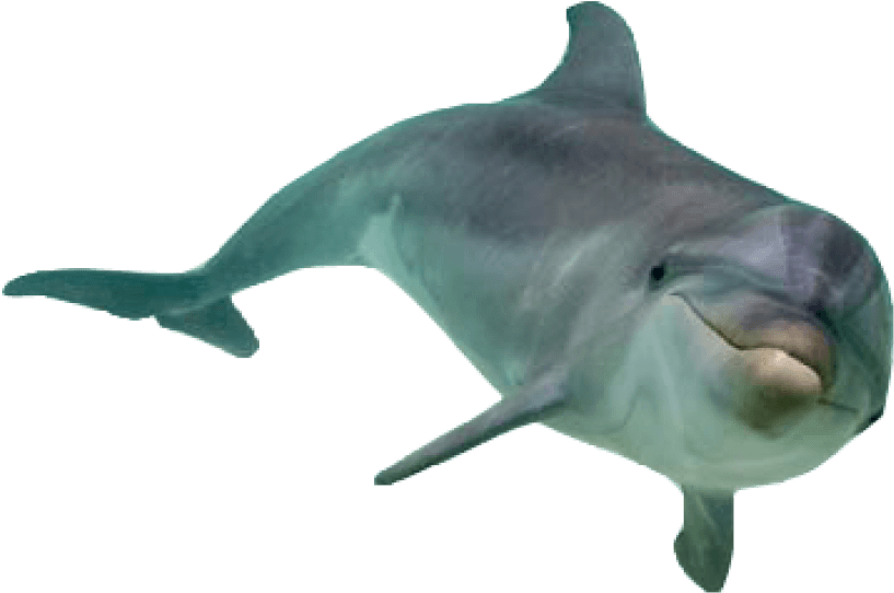 dolphins 桌布 壁紙 — 微笑海豚特寫，光滑灰色皮膚在透明水中滑行，背景為黑色。
