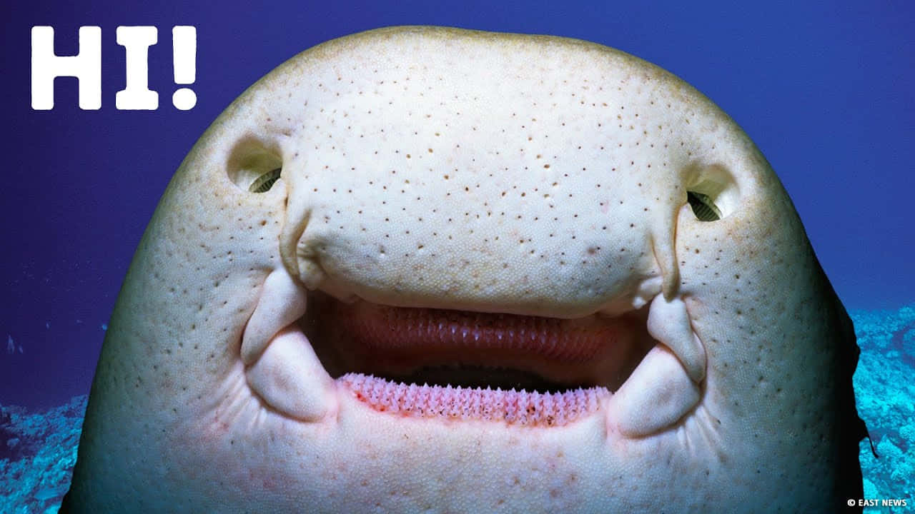 Underwater Scary Ocean 桌布 壁紙 — 微笑鯊魚的特寫，帶有「HI!」文字疊加在藍色水下背景上。