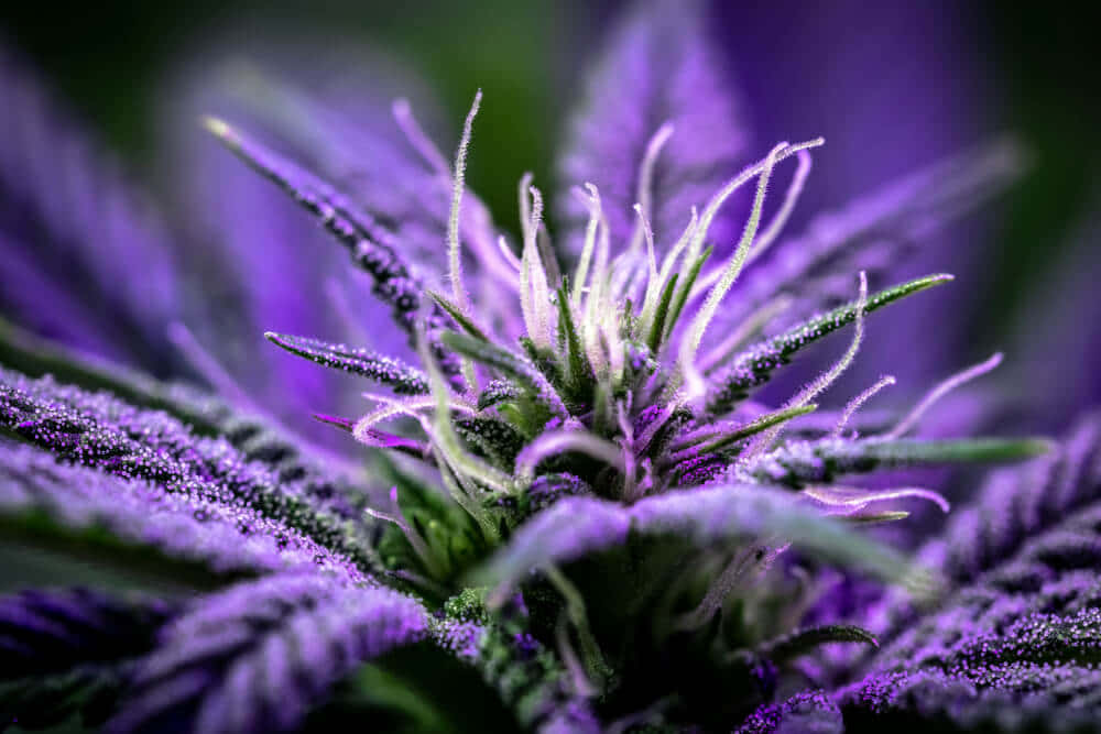  壁紙 — 微距拍攝一朵充滿活力的紫色大麻花蕾，晶體狀的毛狀體在柔和光線下閃閃發光。