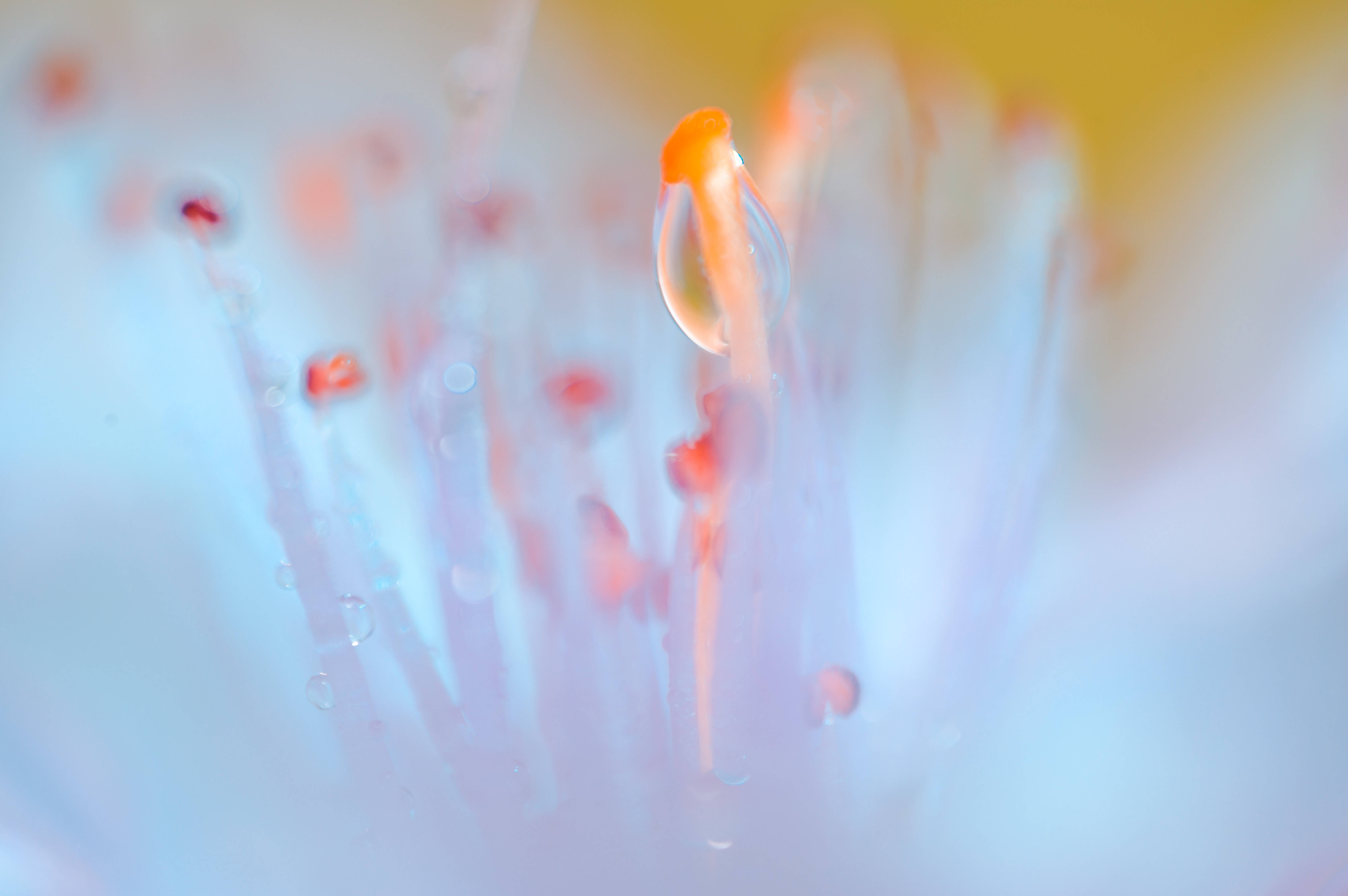 Screensavers 桌布 壁紙 — 微距拍攝一滴露珠依附在淡藍色花蕊上，帶有柔和橙色點綴和模糊背景。