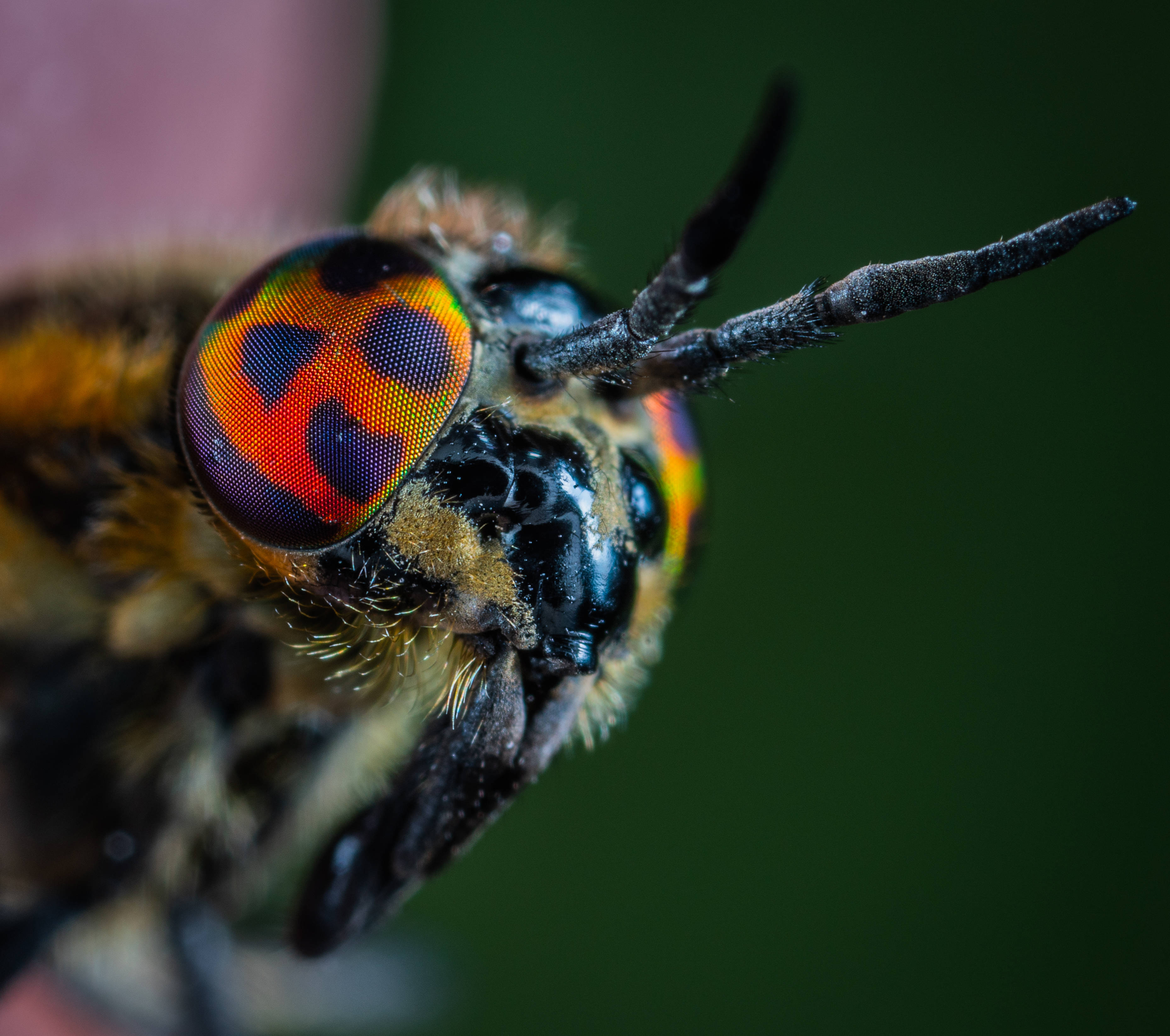 Insect 桌布 壁紙 — 微距拍攝捕捉到馬蠅虹彩的眼睛，帶有火橙色和深紫色圖案，背景為模糊的綠色。