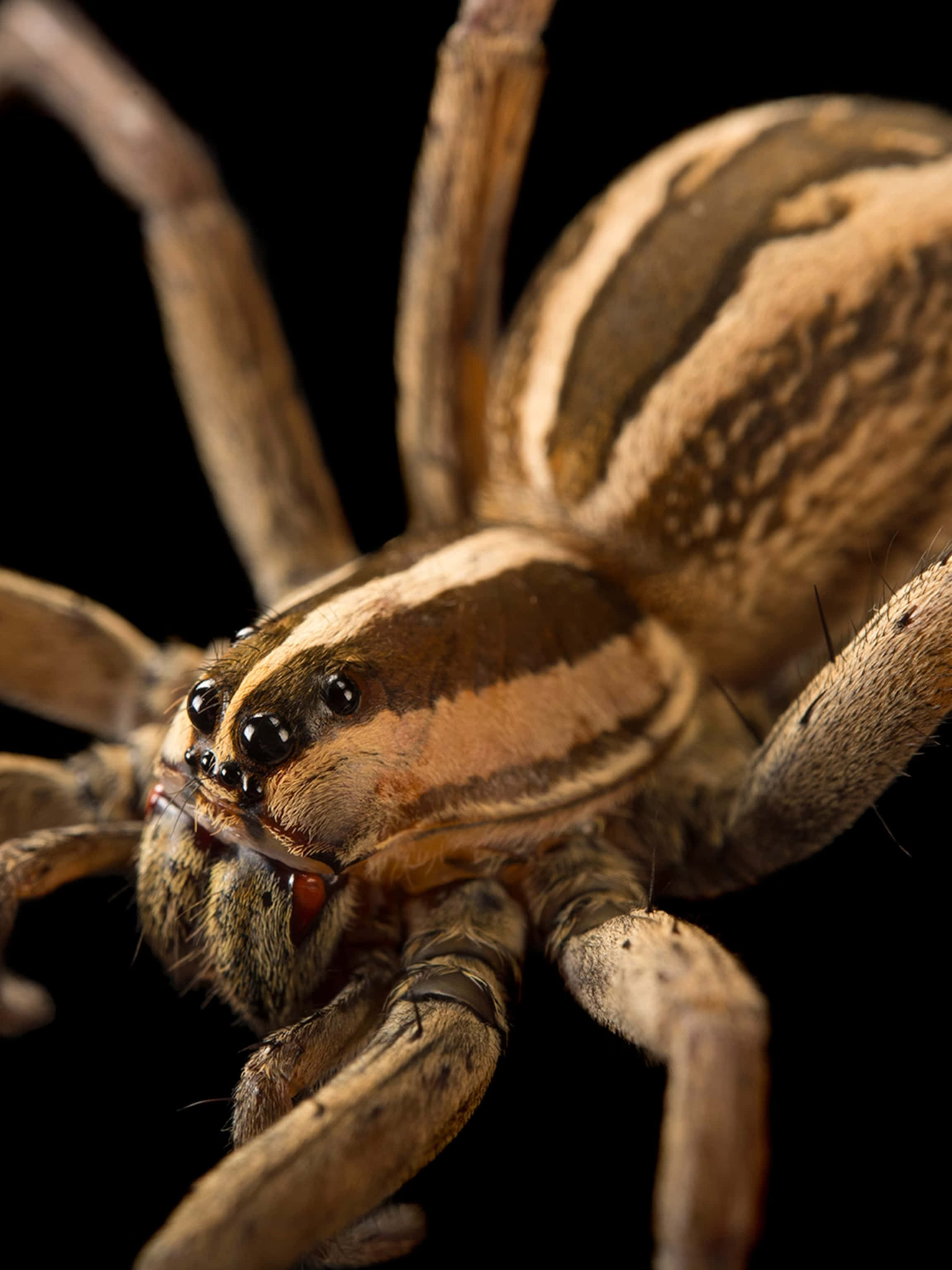 Wolf Spider 桌布 壁紙 — 微距攝影捕捉了一隻狼蛛的詳細特寫，帶有條紋棕色和棕褐色標記，背景為純黑色。