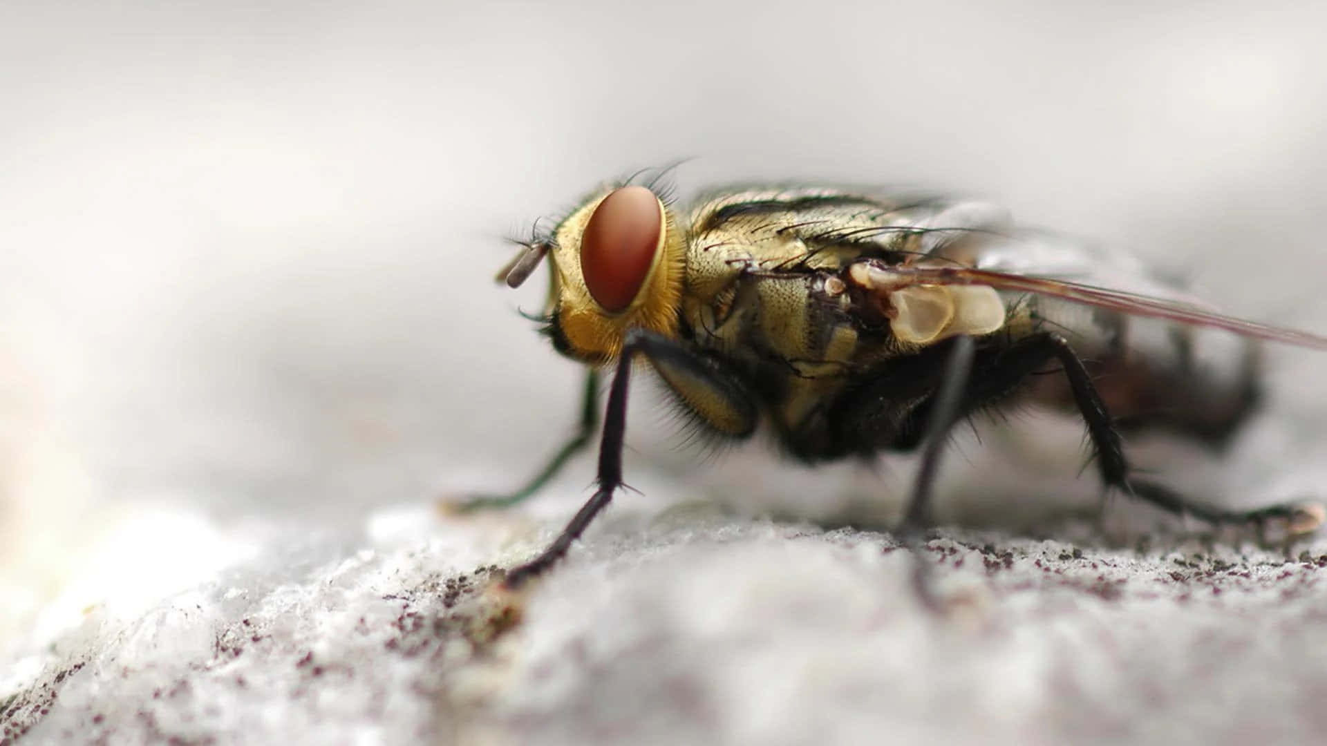 fly 桌布 壁紙 — 微距攝影捕捉了一隻紅眼、身體帶條紋的蒼蠅棲息在有紋理的白色表面上的詳細特寫。