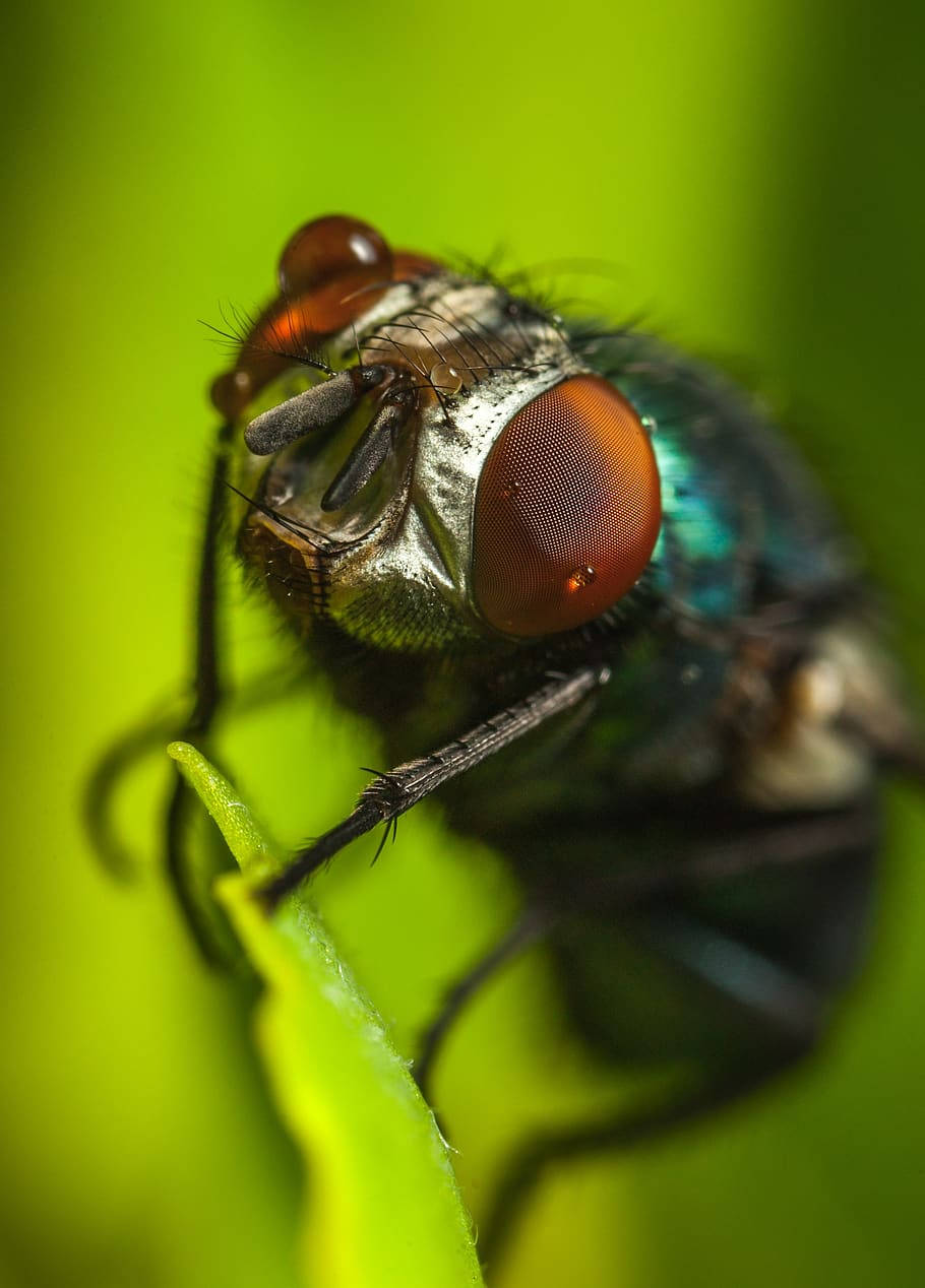 fly 桌布 壁紙 — 微距攝影捕捉到一隻金屬綠色蒼蠅，有著紅色大眼睛，棲息在鮮綠色的葉子上。