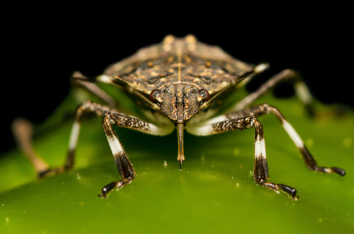 bug 桌布 壁紙 — 微距照片捕捉到一隻詳細的棕色和白色昆蟲棲息在鮮綠色葉子上，背景為黑色。