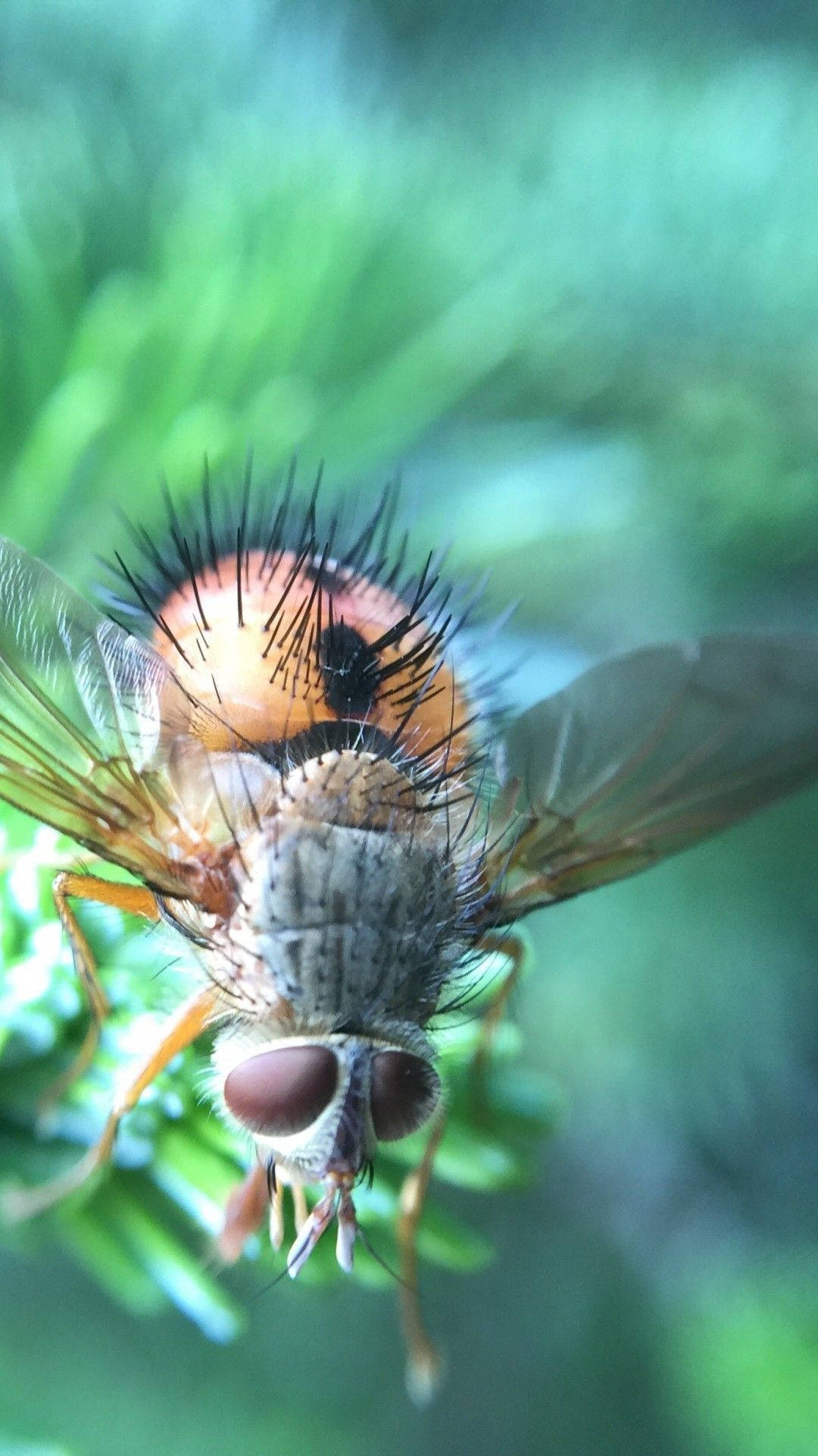 fly 桌布 壁紙 — 微距鏡頭捕捉到一隻毛茸茸的橙黑相間的蒼蠅，棲息在模糊背景的綠色樹葉上。