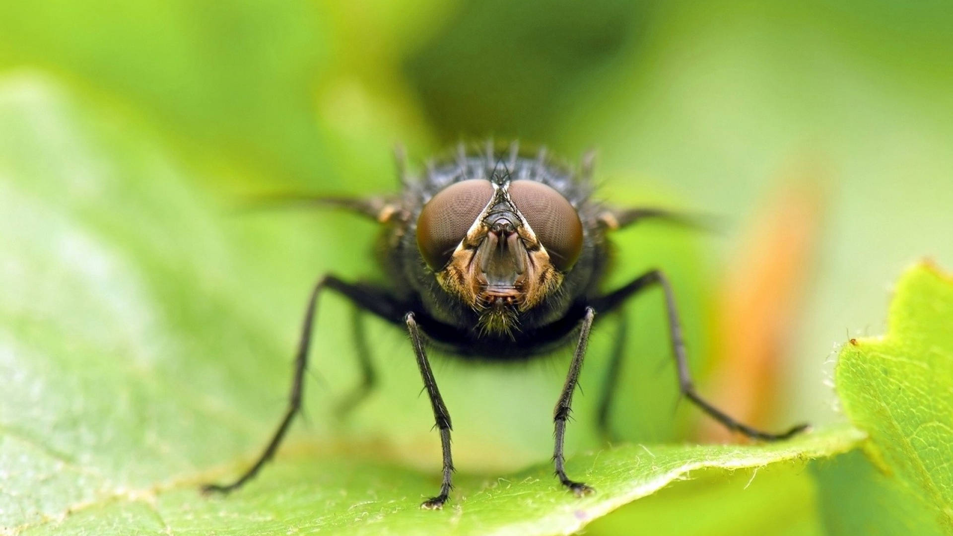 fly 桌布 壁紙 — 微距鏡頭捕捉到一隻細節豐富的黑色蒼蠅棲息在鮮綠色的葉子上，背景是柔和模糊的樹葉。