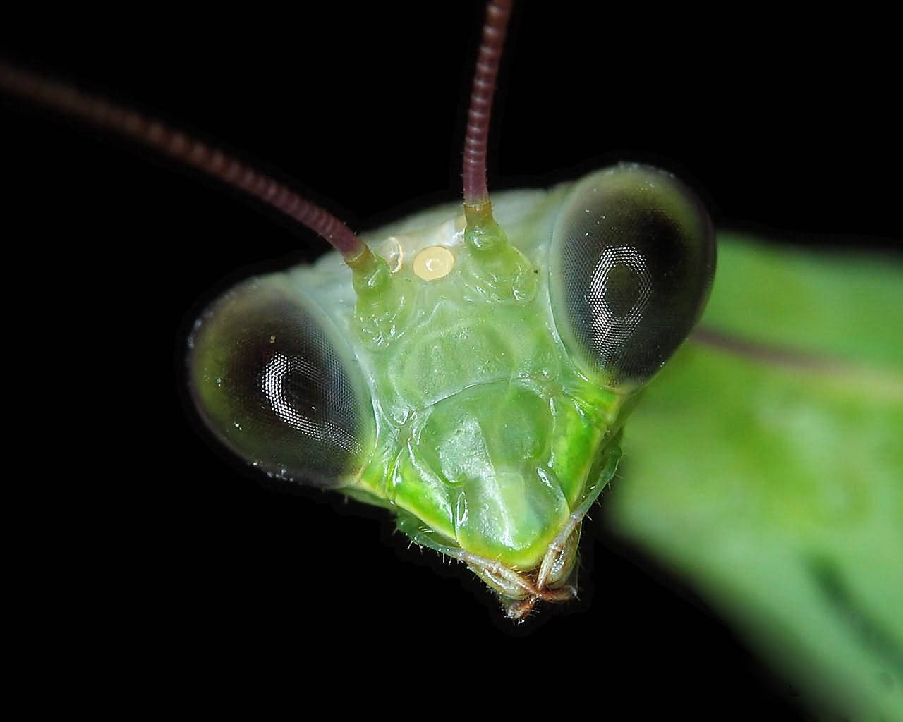 praying mantis 桌布 壁紙 — 微距鏡頭捕捉到一隻螳螂鮮綠色的頭部，擁有巨大的複眼和精緻的觸角，背景是鮮明的黑色。