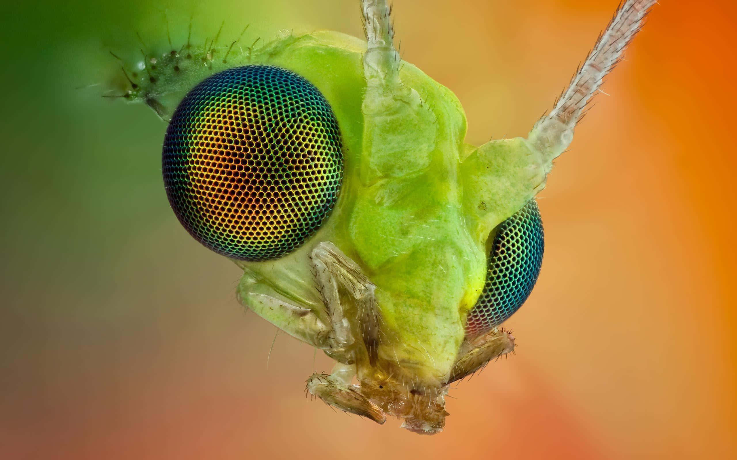 Insects 桌布 壁紙 — 微距鏡頭捕捉到一隻鮮綠色昆蟲的頭部，帶有虹彩複眼和精緻觸角，背景為柔和漸變色。