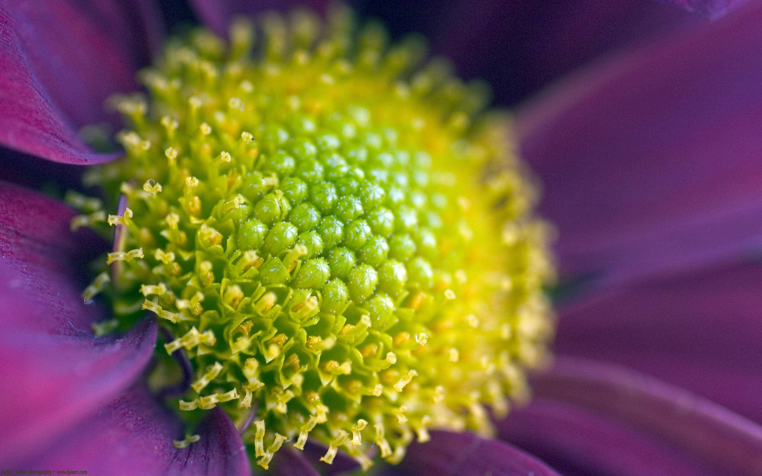 Zoom Flower 桌布 壁紙 — 微距鏡頭捕捉到深紫色花朵鮮豔的綠色和黃色中心，帶有柔和模糊的花瓣。