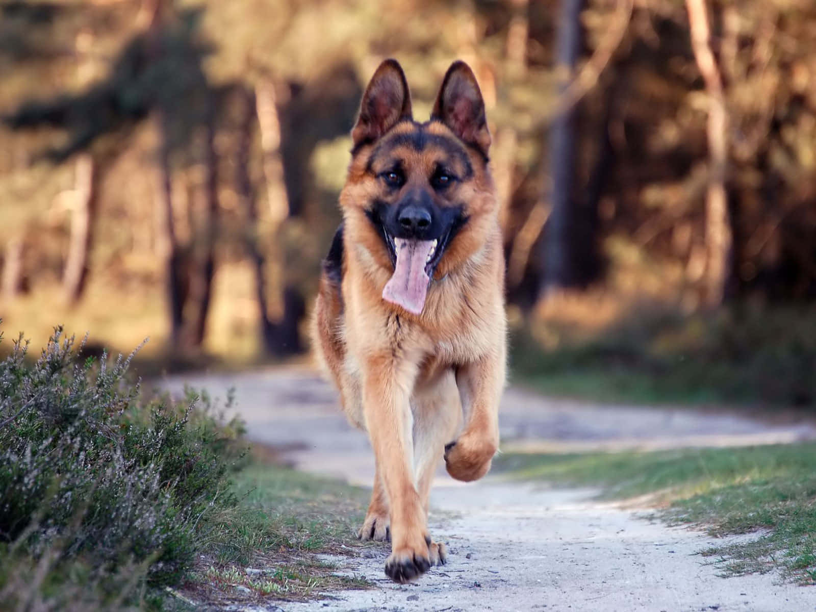 德國牧羊犬在泥土路上奔跑 壁紙