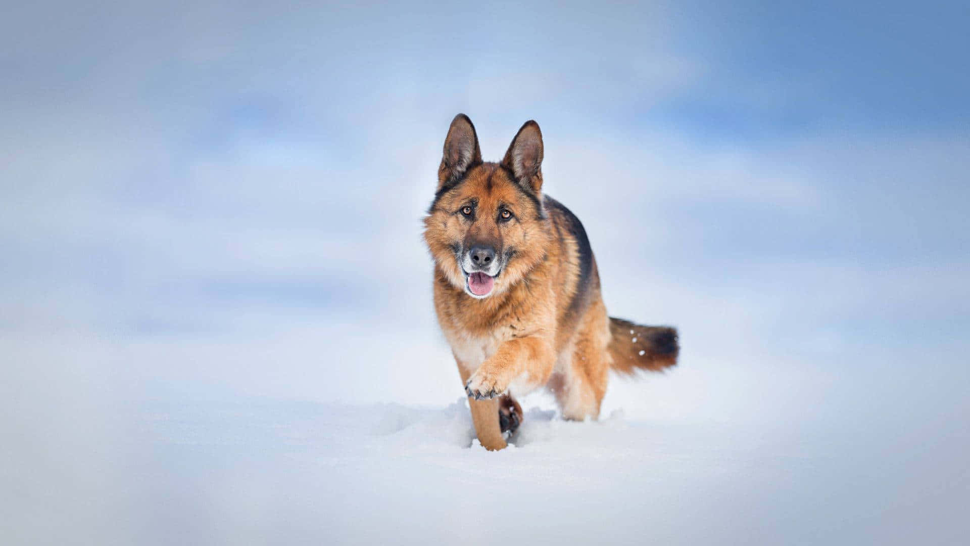 德國牧羊犬在雪地中奔跑 壁紙