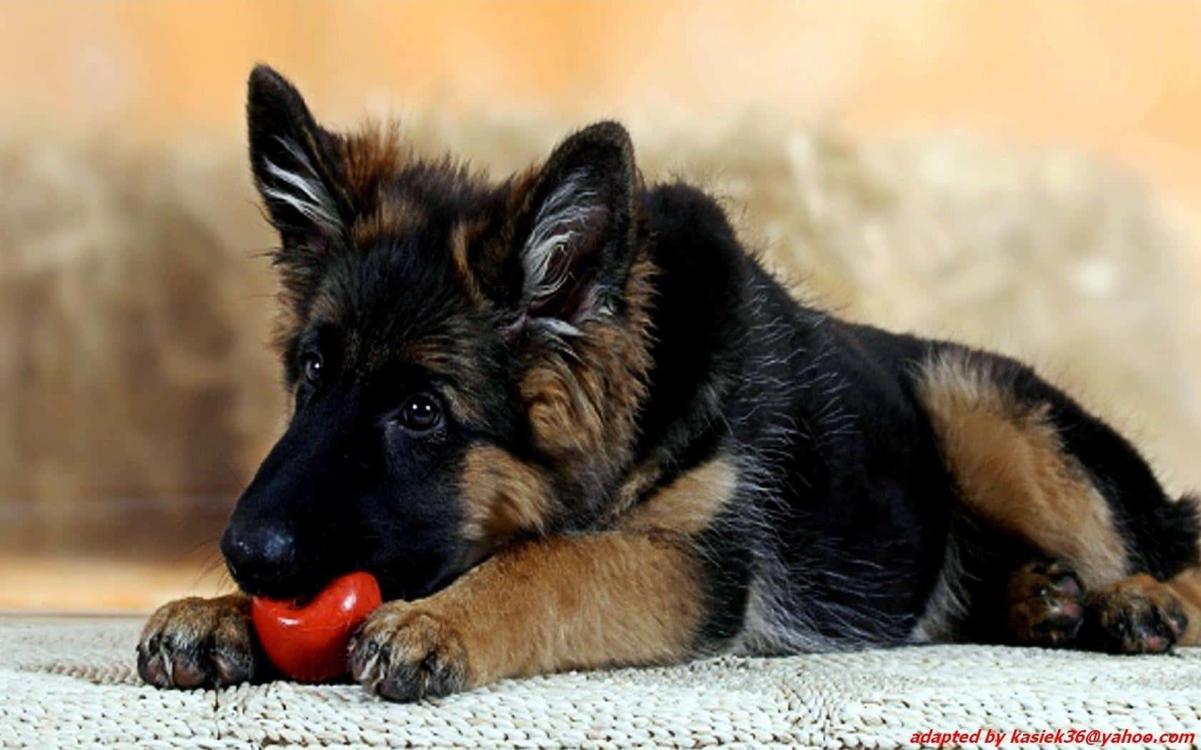 德國牧羊犬幼犬玩紅球 壁紙